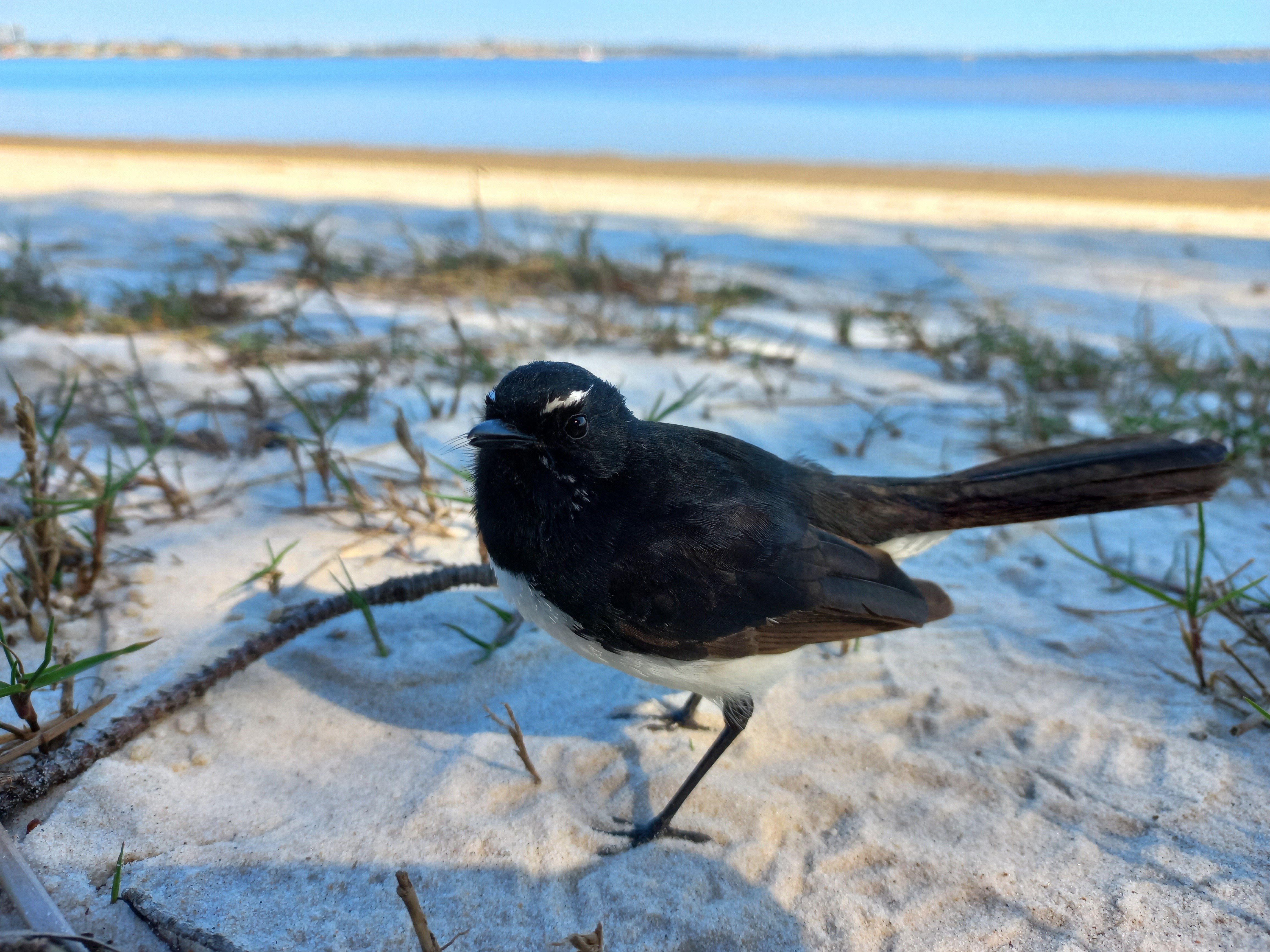 Willie-wagtail