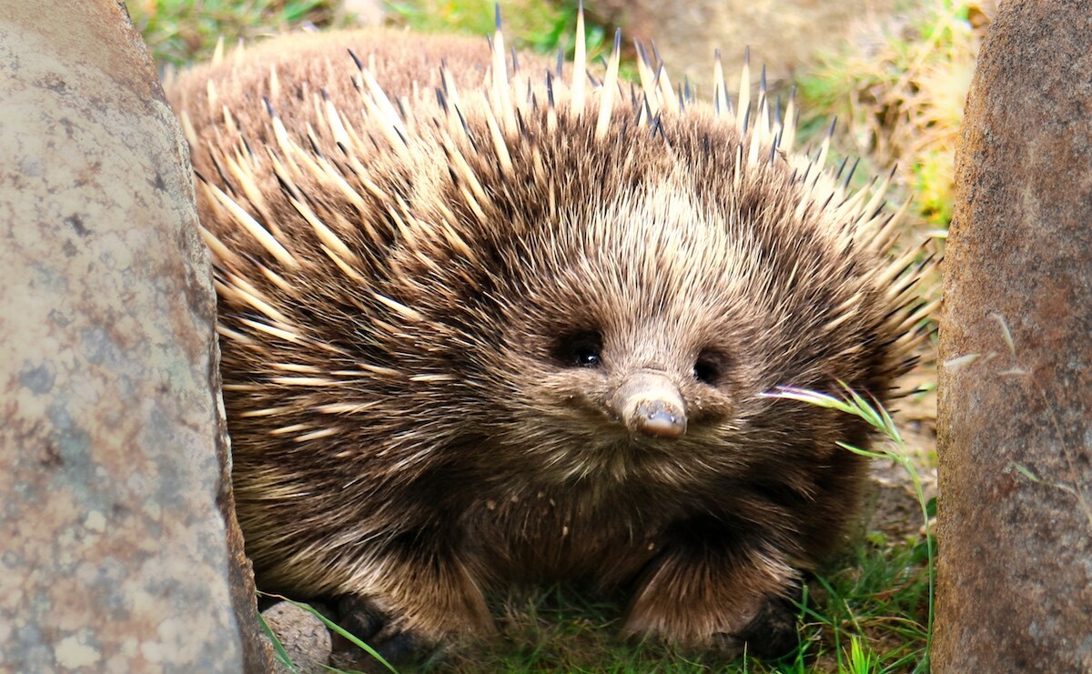 Experts plead, don't move the Echidnas!