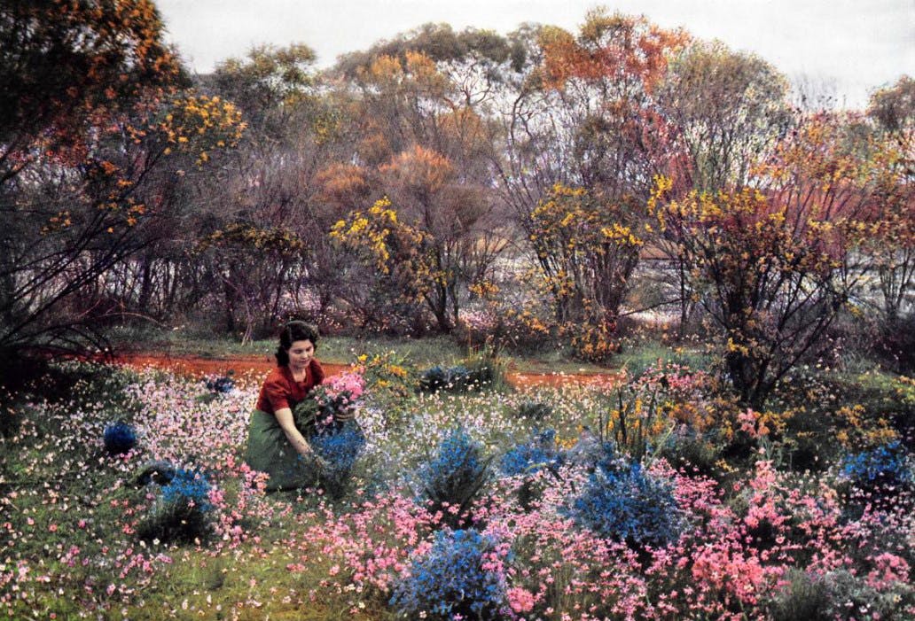 Flower power! Take a look back at these vintage photos of WA's wildflowers