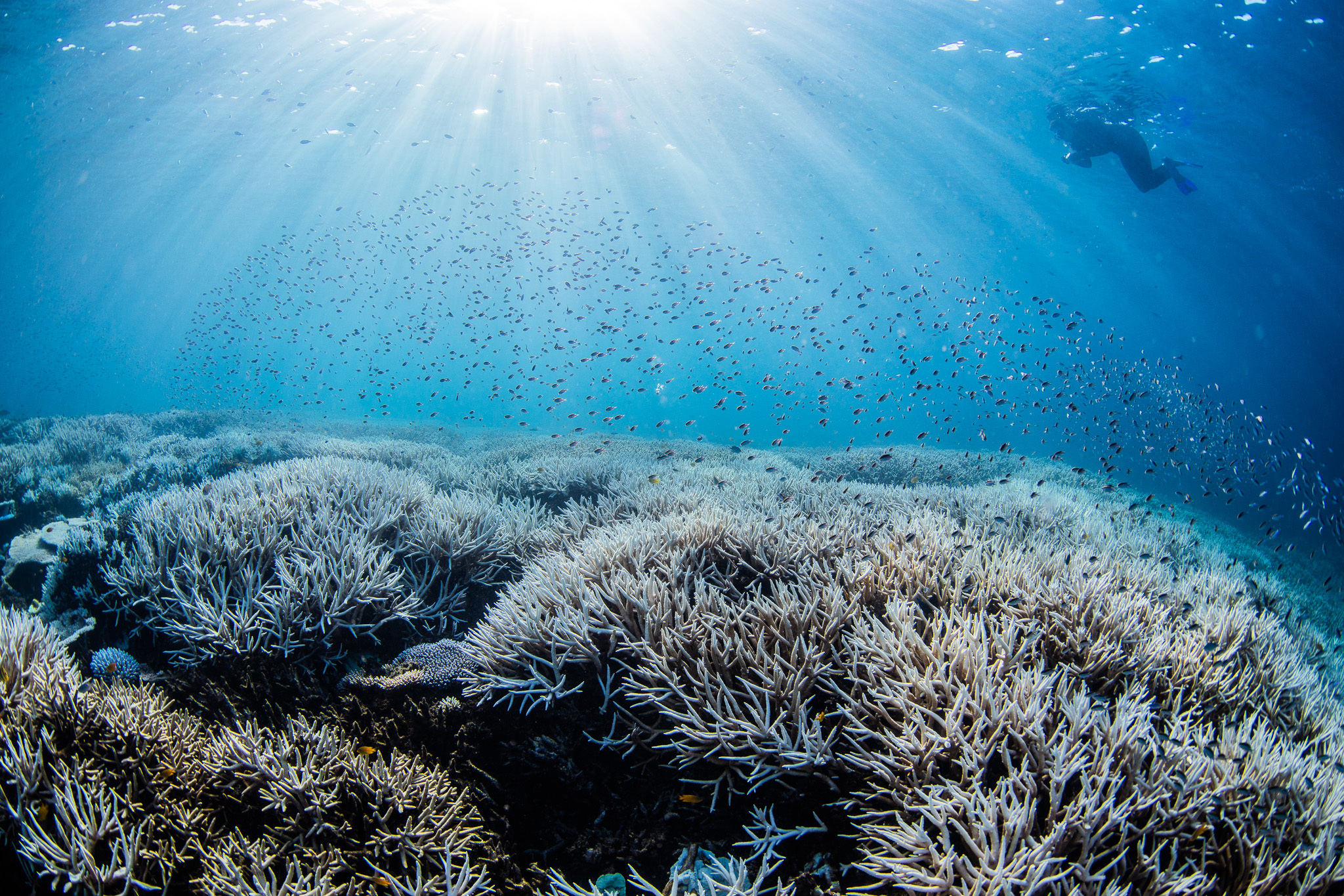 Reef continues to be ravaged, but avoids a spot on 'sites in danger' list - InQueensland