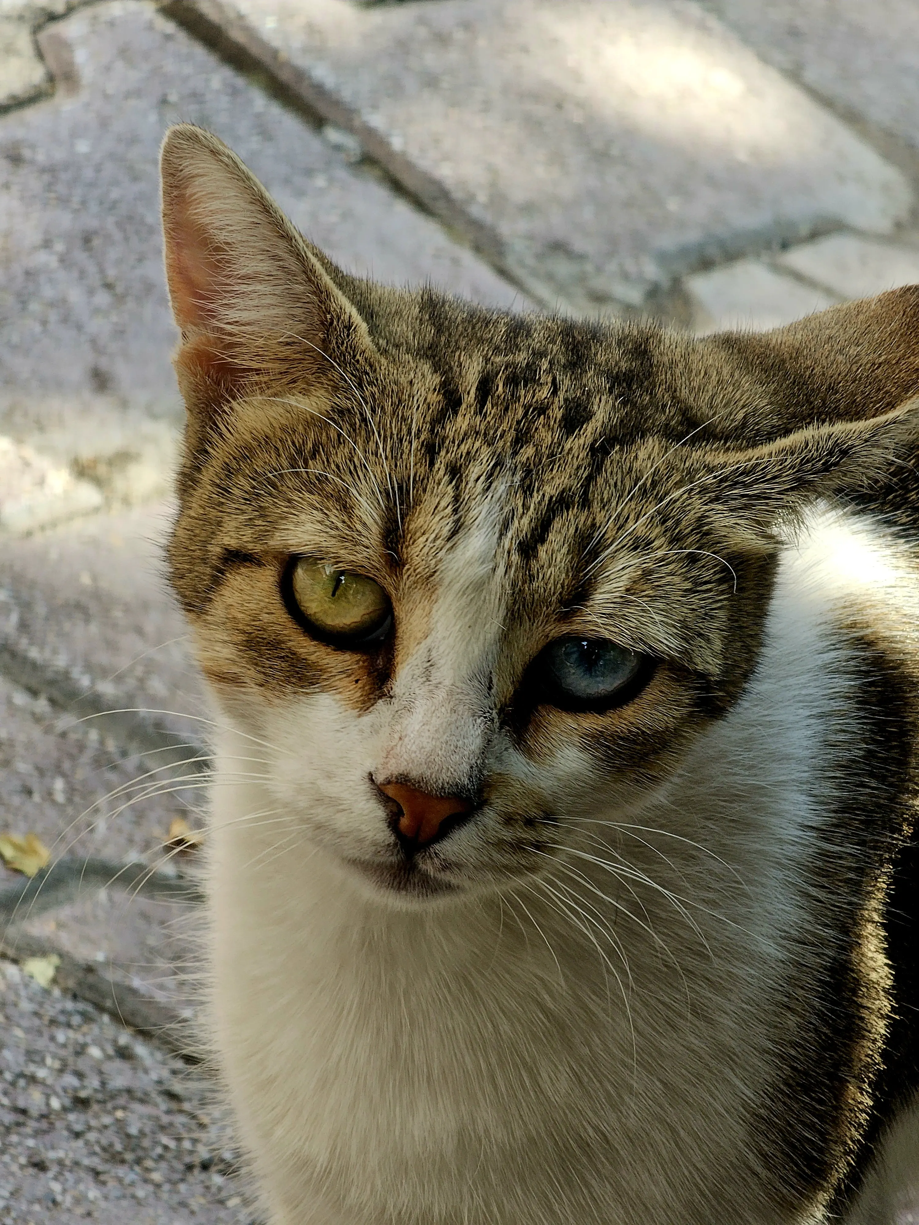 a cat with two different eye colors looking into the camera