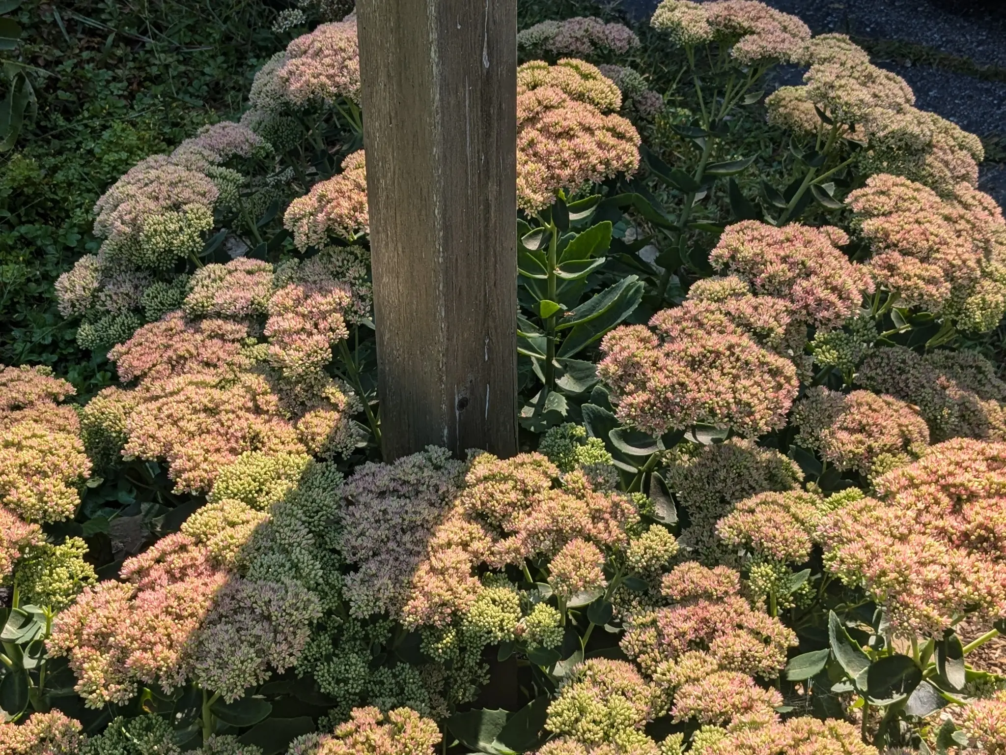 A wooden post is surrounded by large Sedum flower clusters which are at various points in the earliest stages of blooming