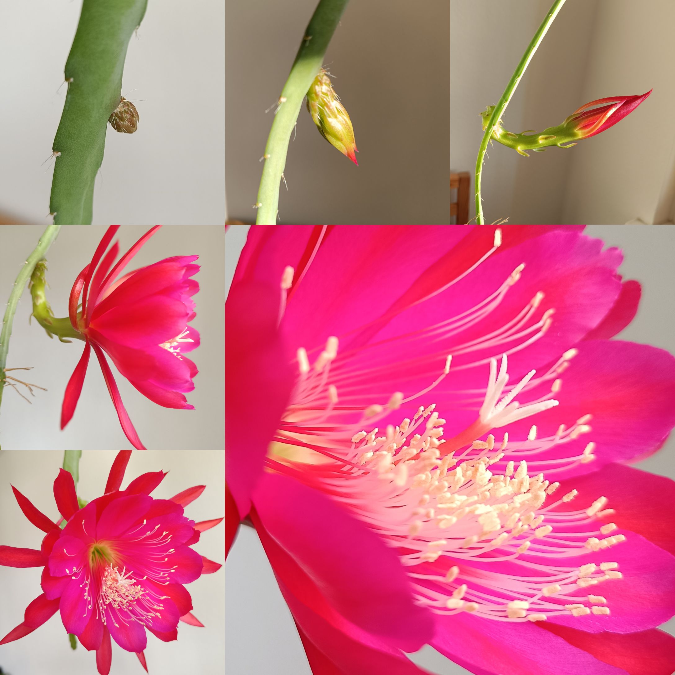 Flower of Epiphyllum 'Dante'