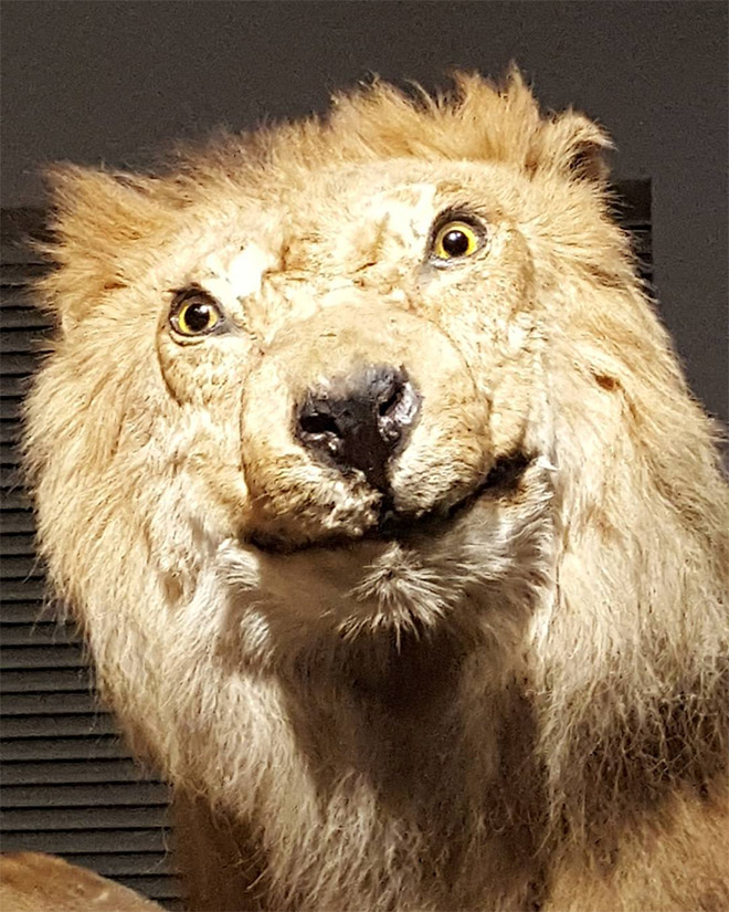 failed taxidermy