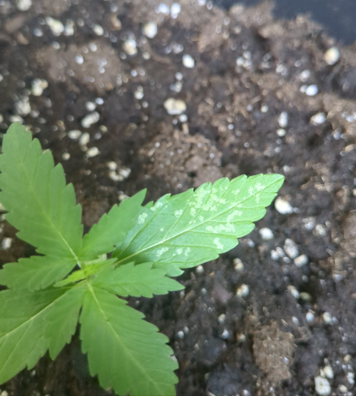 Cannabis seedling with a leaf showing light patches