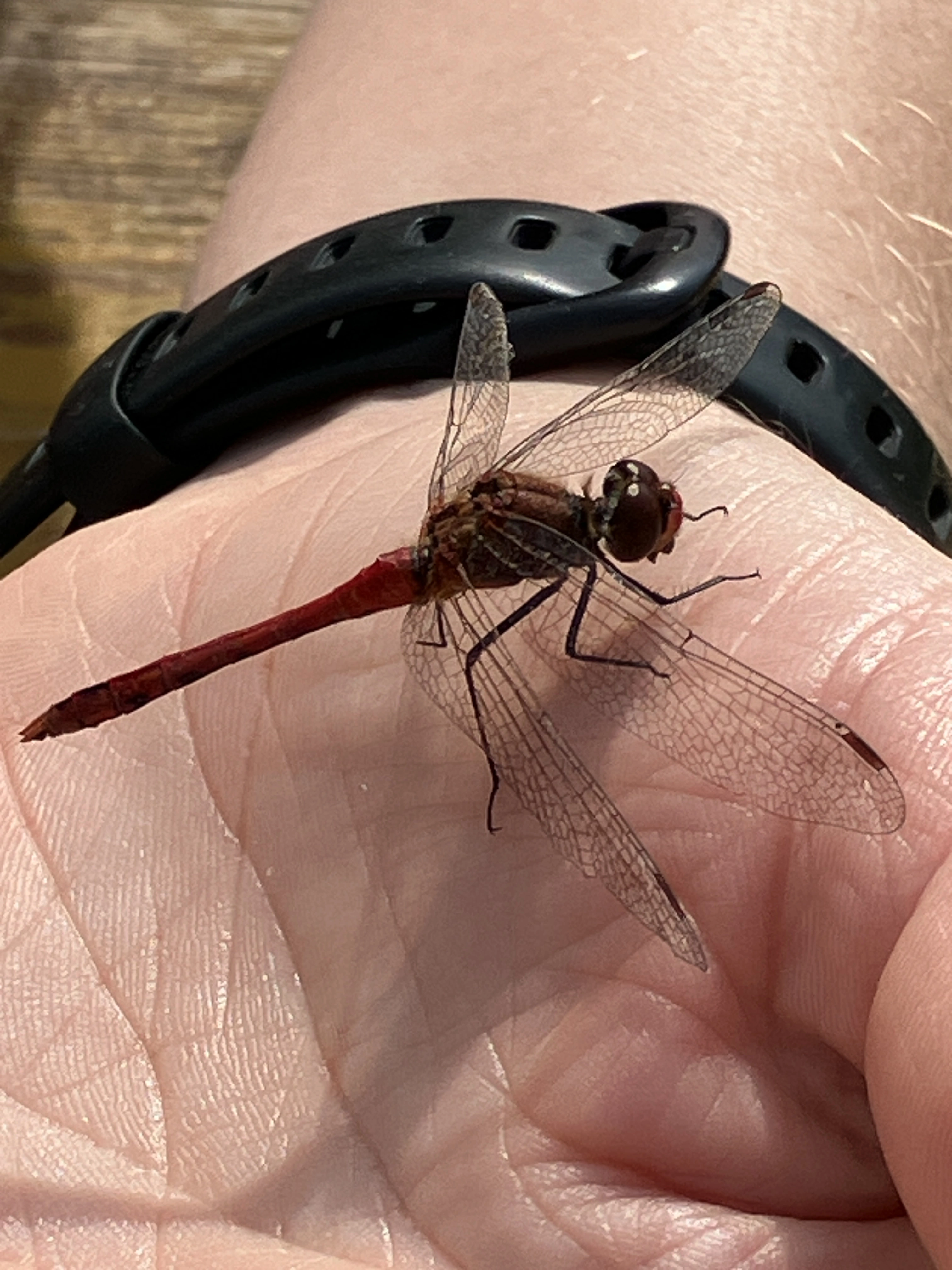 Common Darter