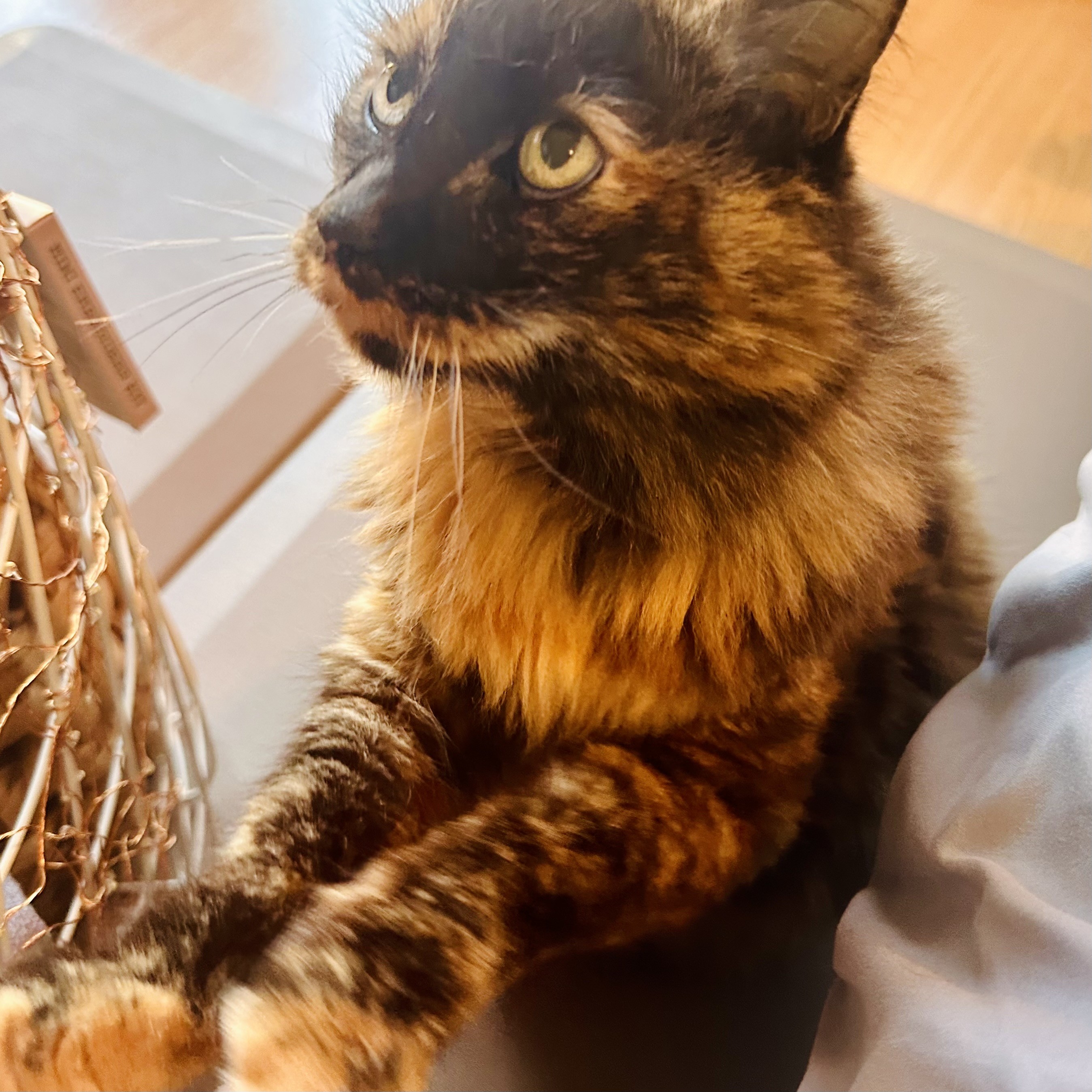 A tortie standing on hind legs putting her paw on someone and begging 