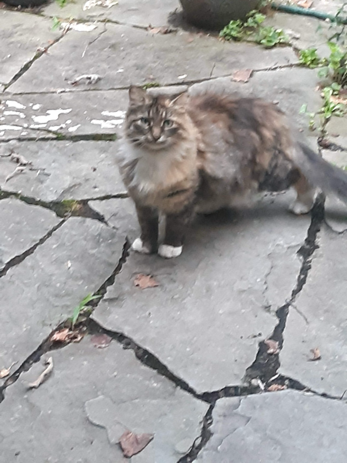 Longhaired brown-and-white cat looking at the camera 