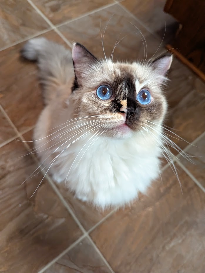 a fuzzy, tortie point ragdoll with very very wide, bright blue eyes and very long whiskers, staring just above the camera, with an expression of pure pleading, because she *needed* the chicken.