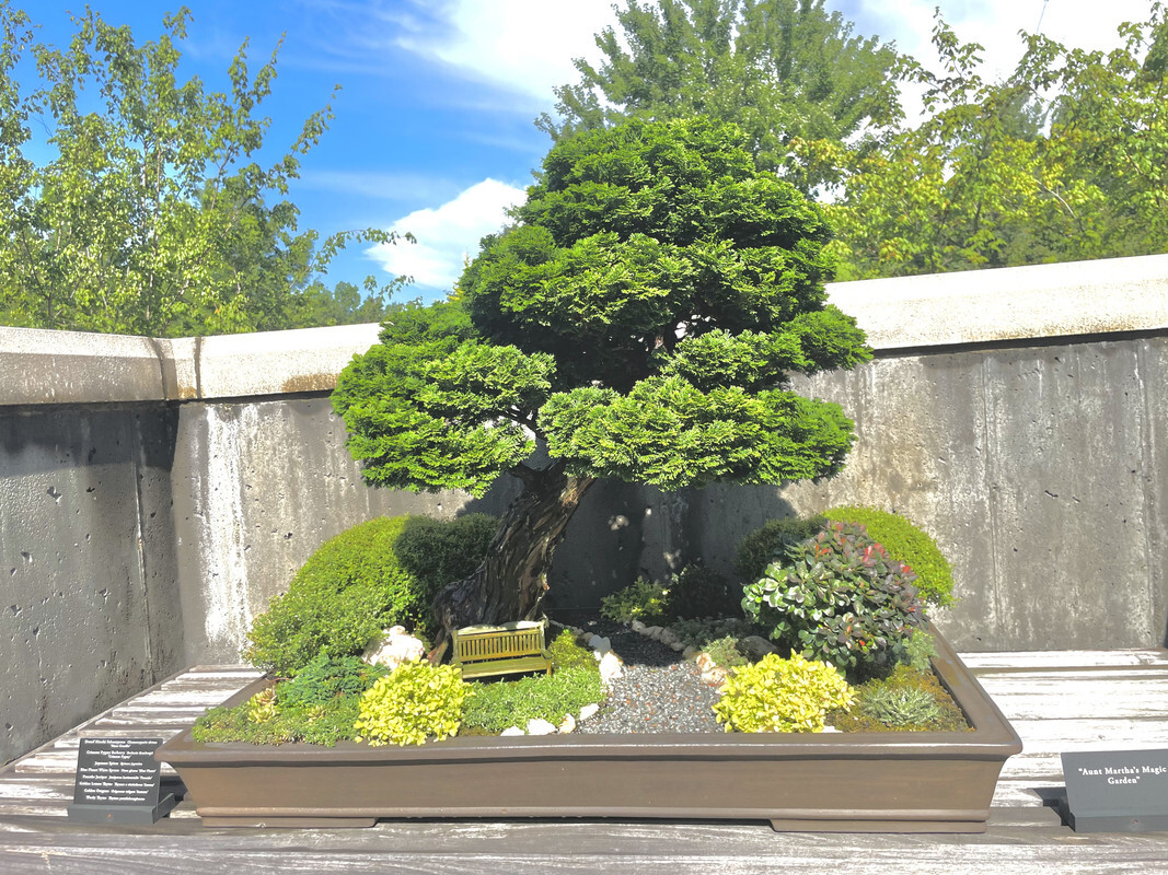 bonsai tree with a tiny bench underneath