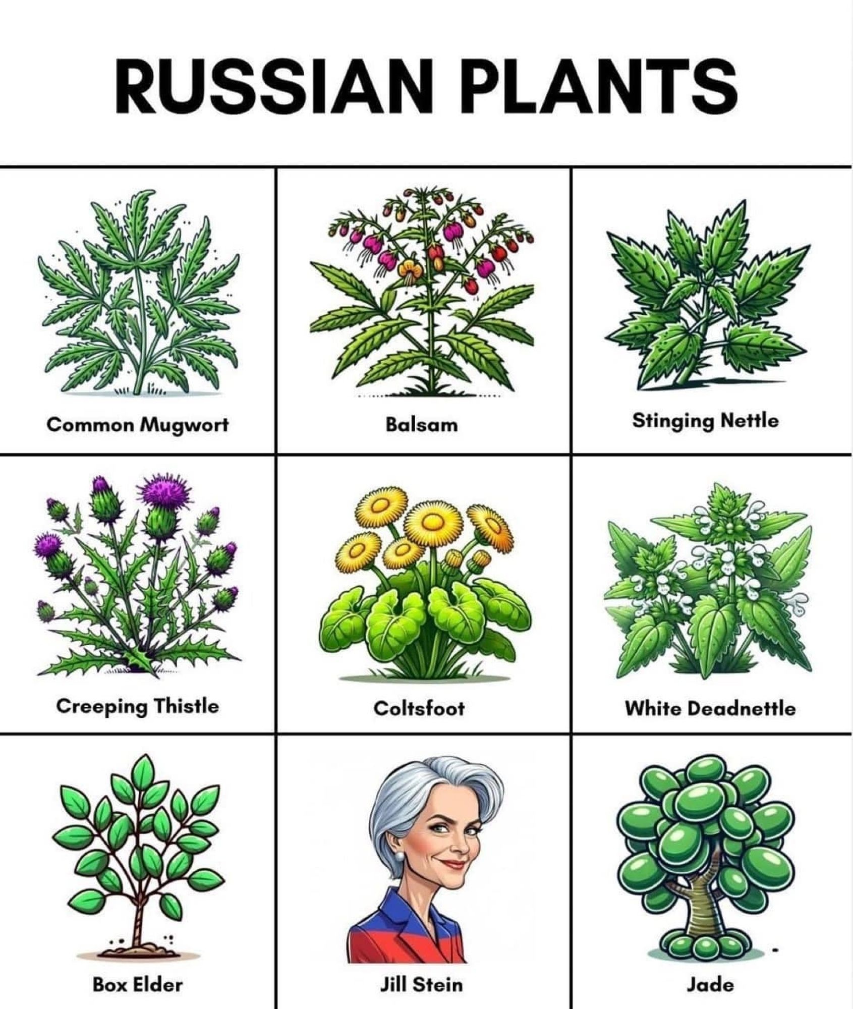 A picture titled “Russian plants” in a 3 x 3 grid with one of the grid items being Jill Stein, the rest are flora.