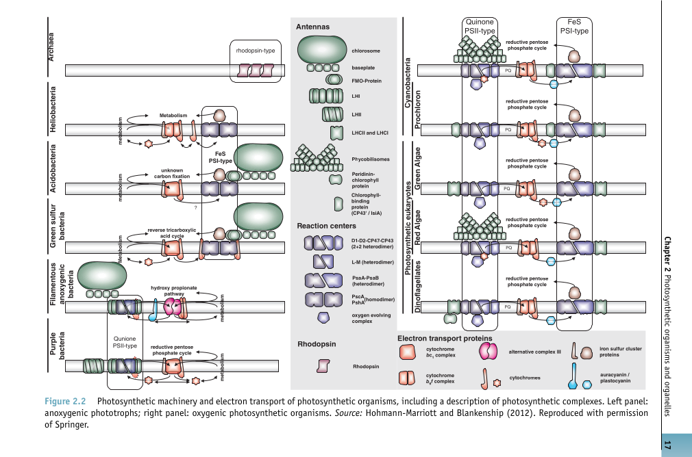 A diagram showing the components of the photosynthetic assemblies of different types of organisms