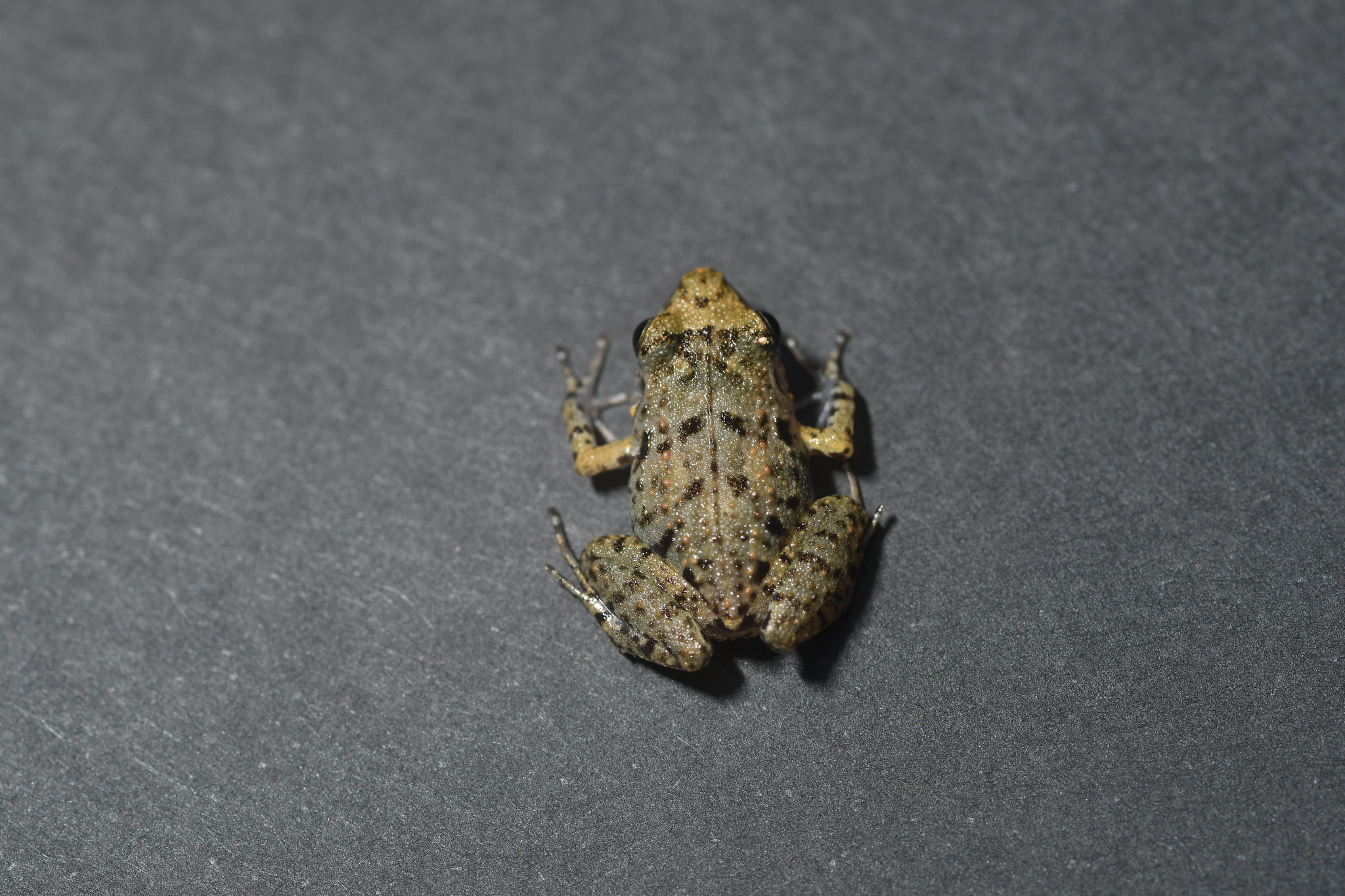 adult greenhouse frog