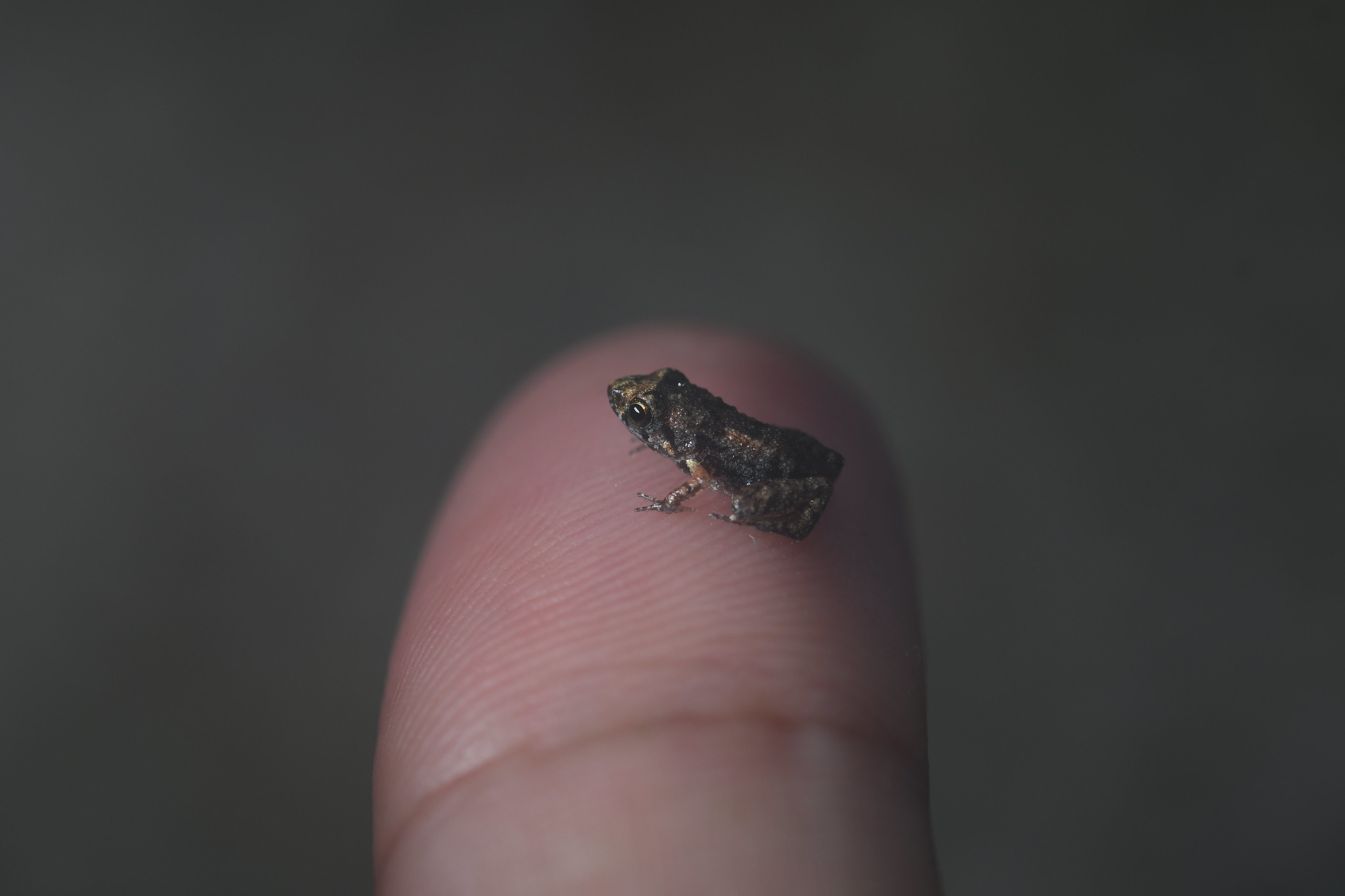 baby greenhouse frog