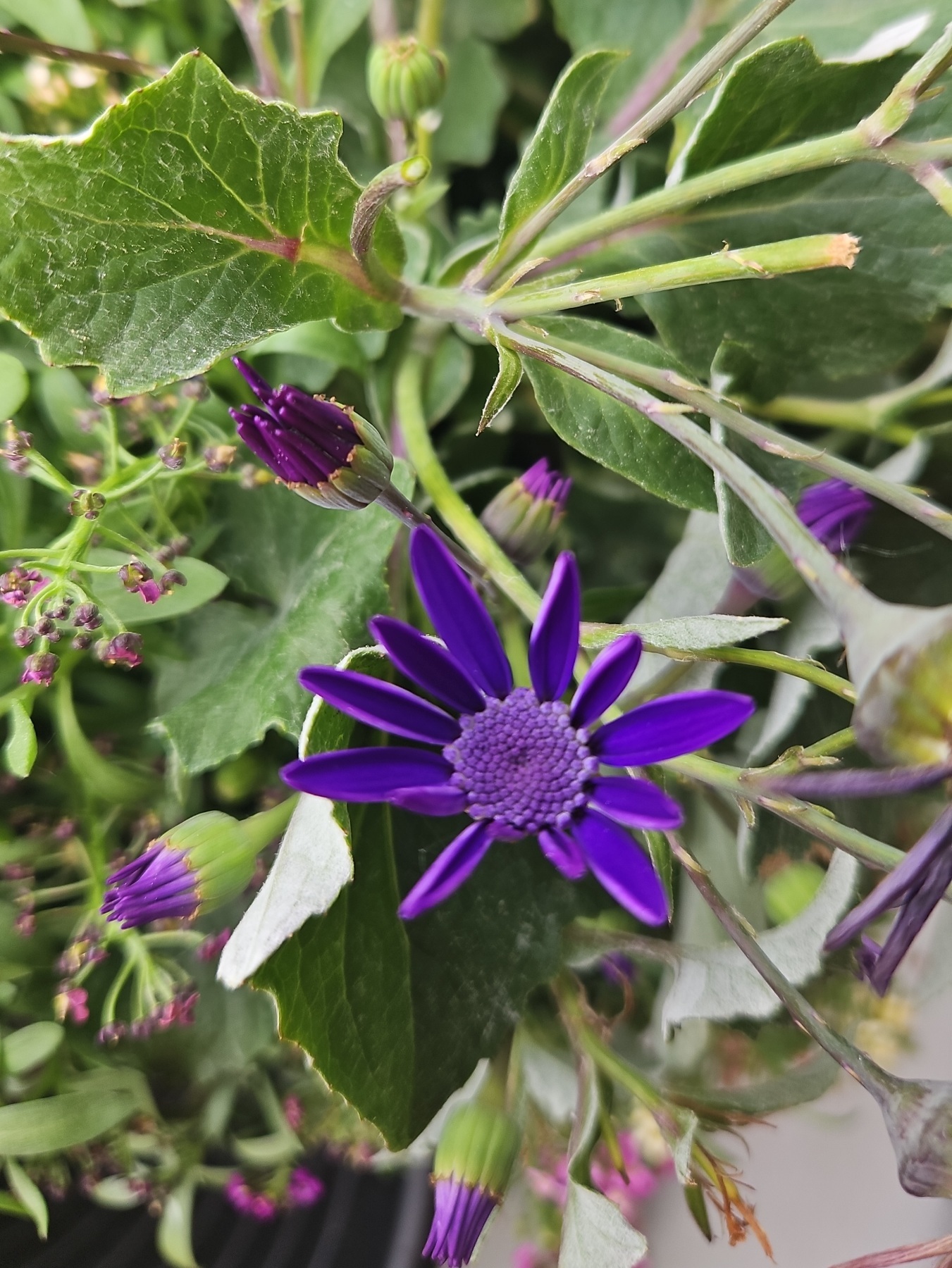 purple flower