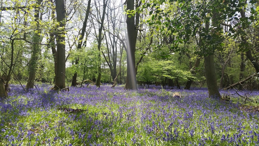 A photo of Linslade Wood, with bluebells on covering the floor and a beam of sunlight breaking through the dappled tree cover.