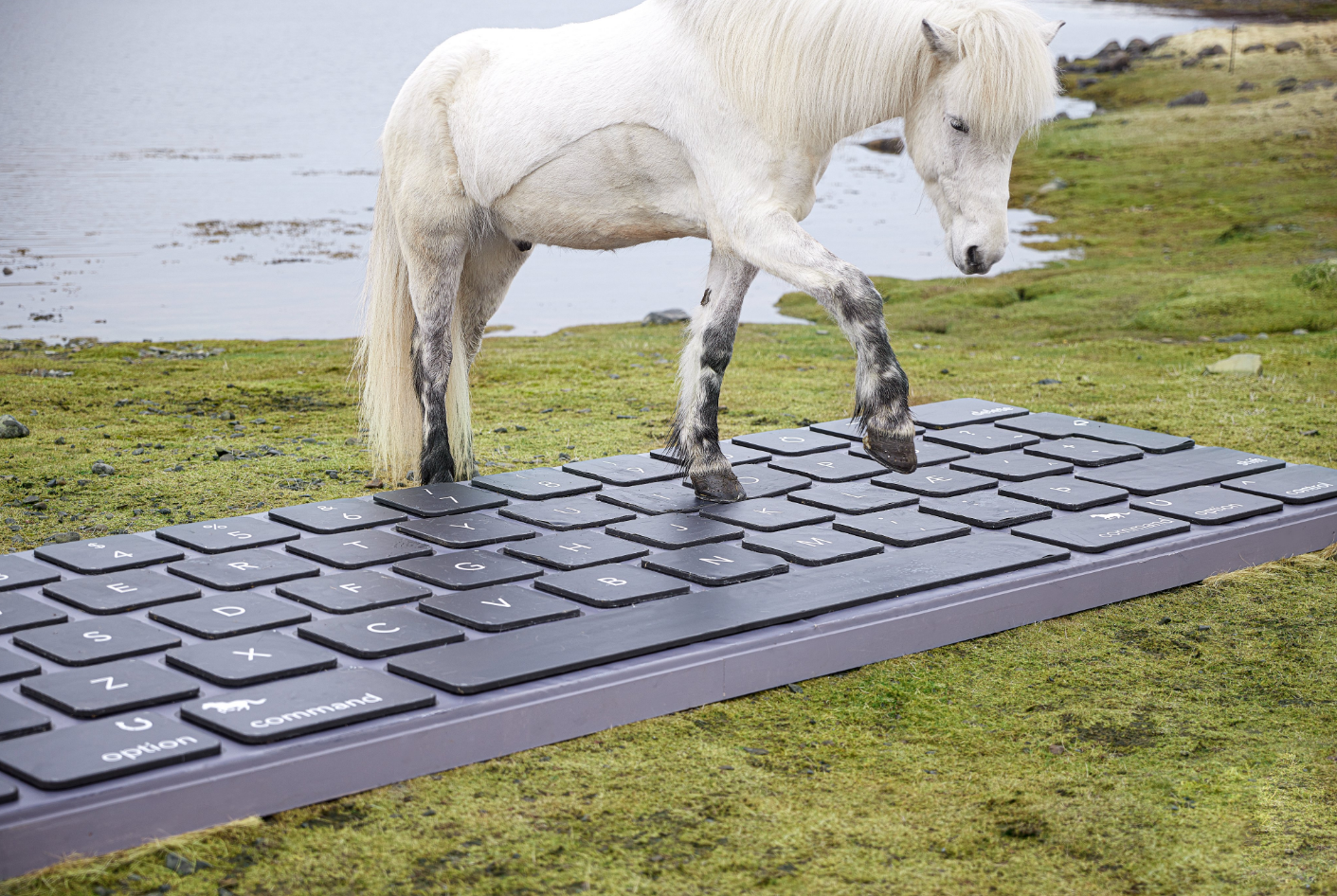 Photo showing a white horse stepping on a large keyboard where the keys are large enough to be easily usable by a horse hoof.