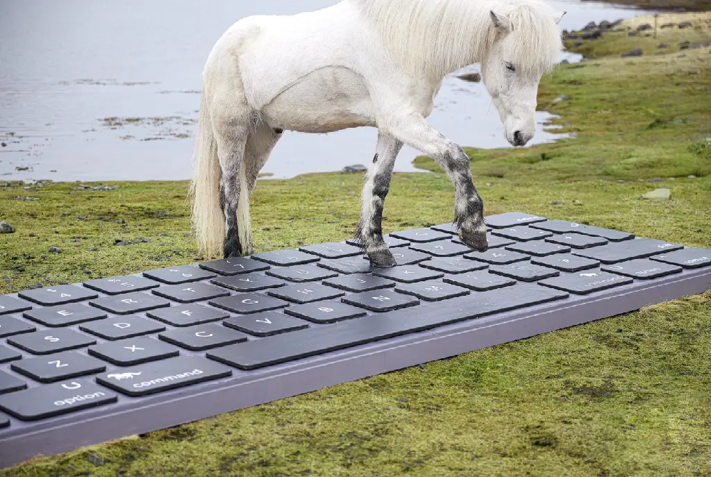 Photo showing a white horse stepping on a large keyboard where the keys are large enough to be easily usable by a horse hoof.