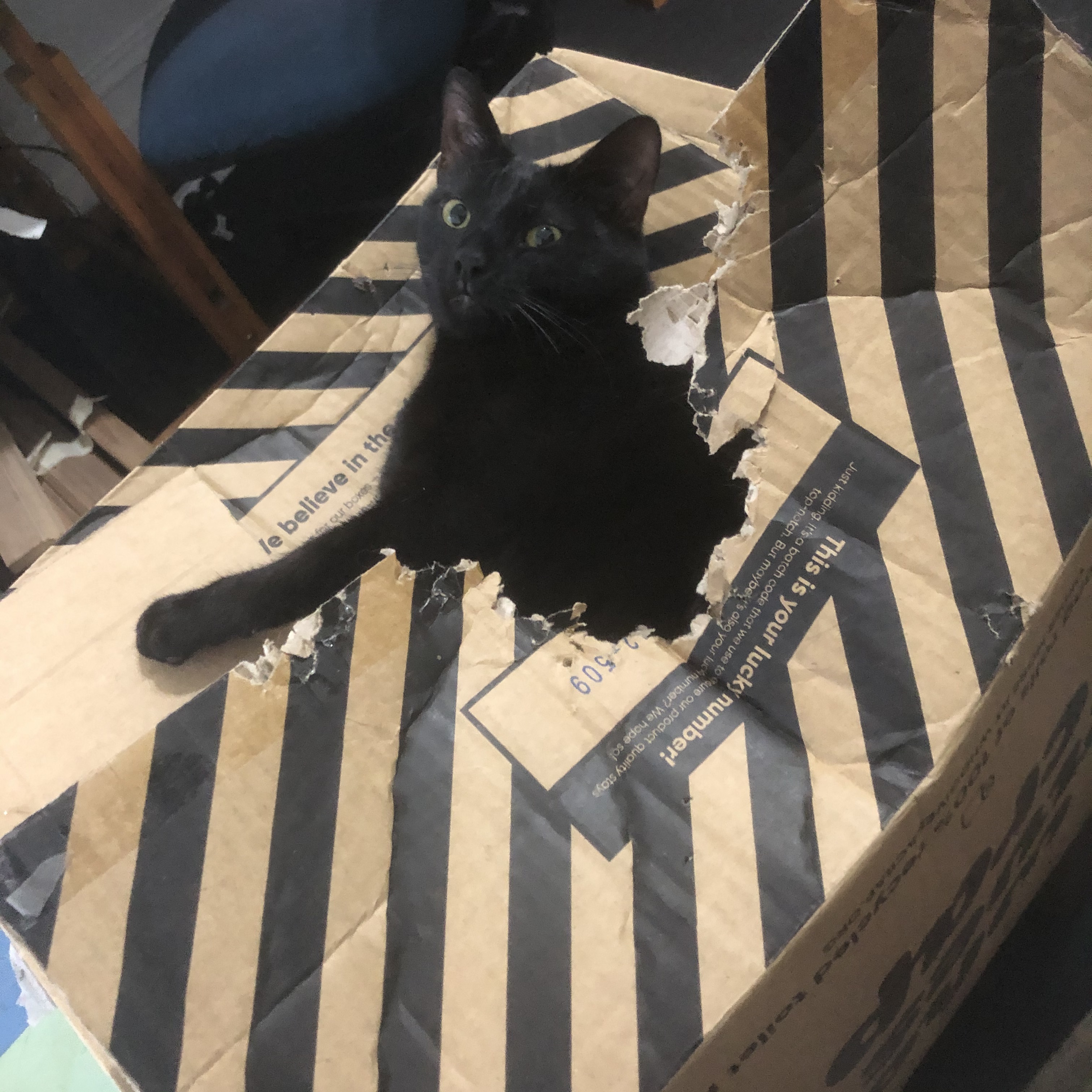 a black cat demolishing a box