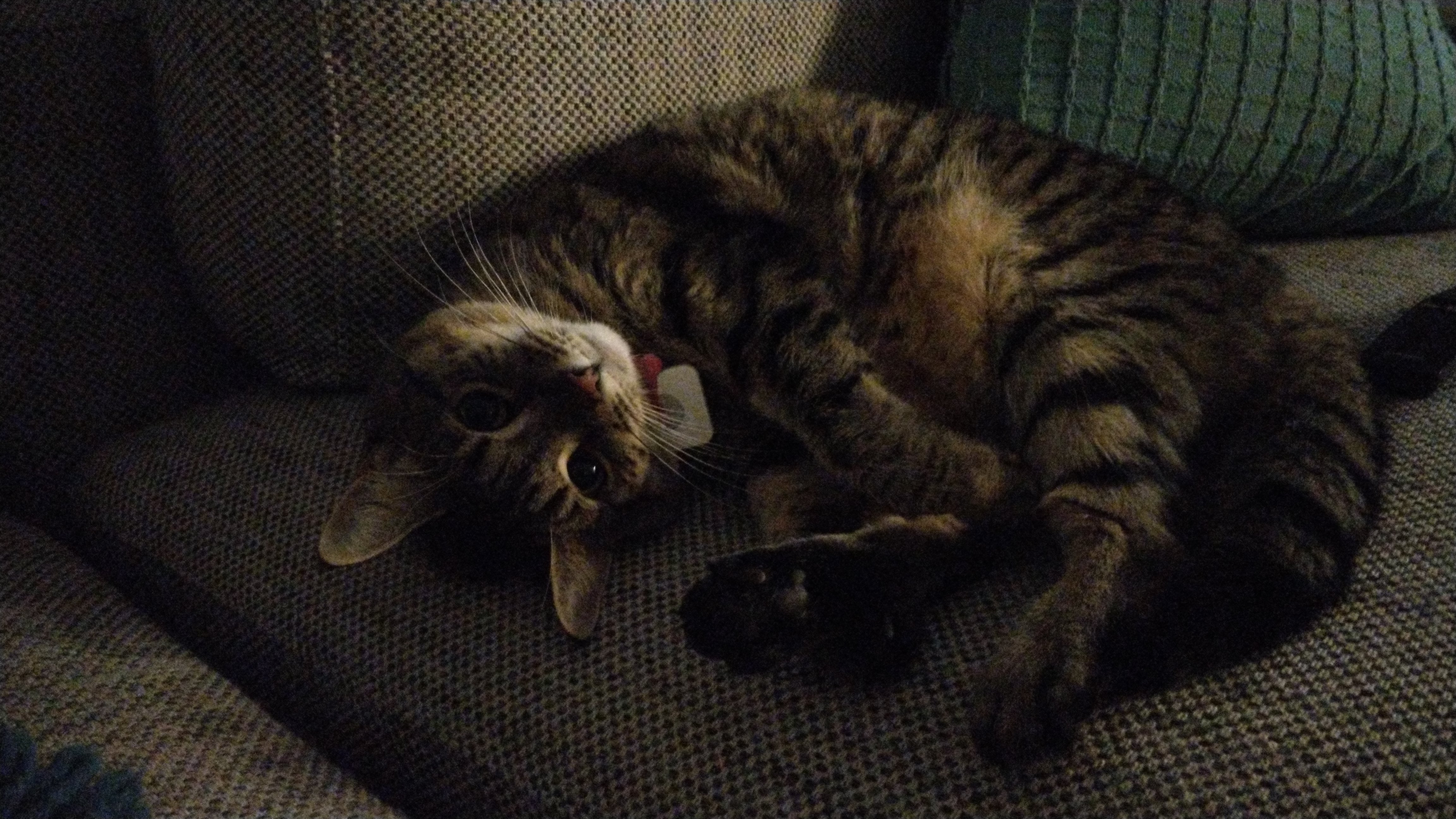 a striped tabby cat with dark paws and large eyes flopped on a grey couch with its head upside down and its belly and face looking at you