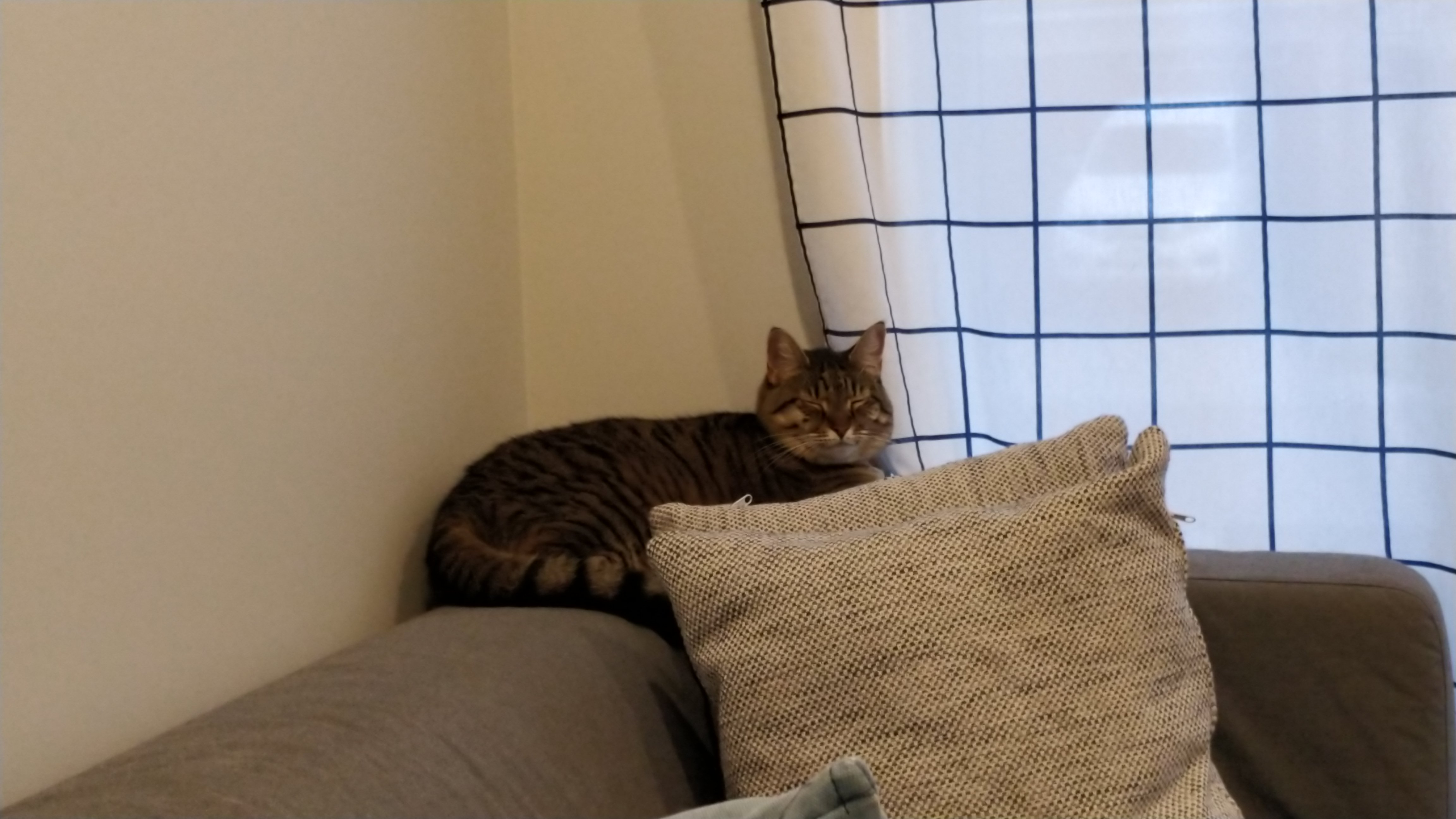 tabby cat snoozing on couch corner