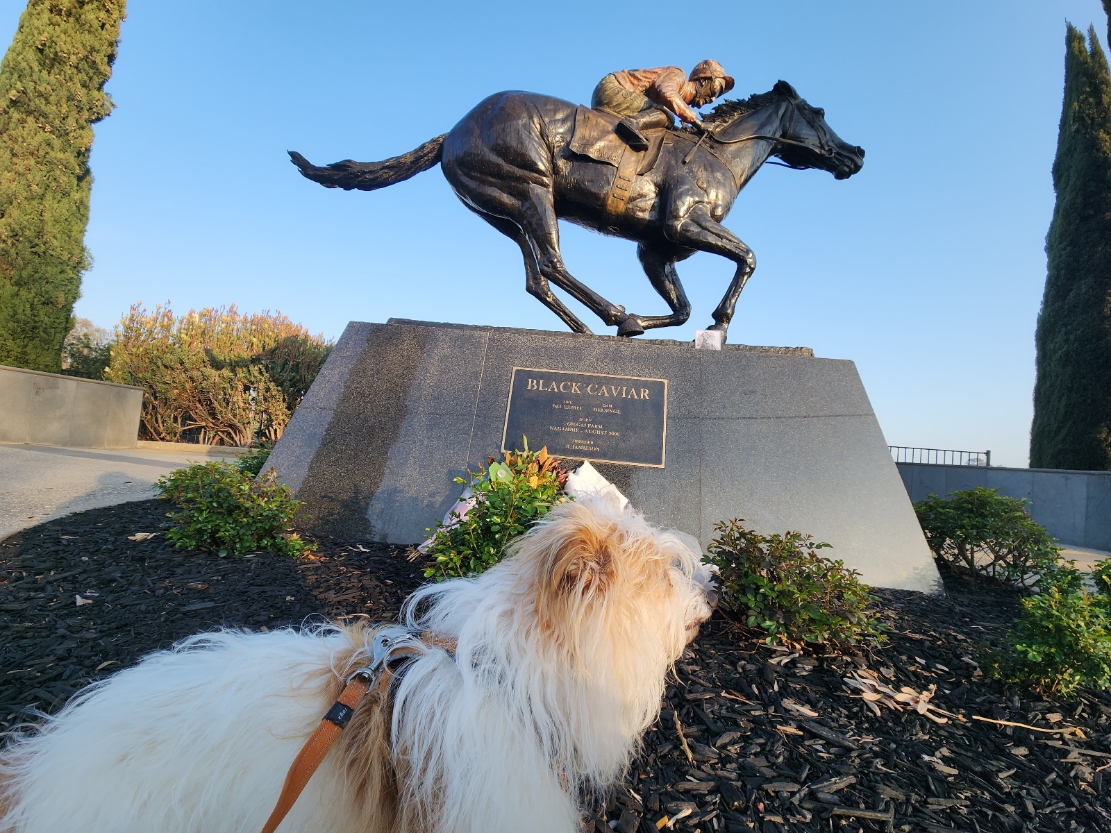 Small fluffy white dog in front of statue of Black Caviar