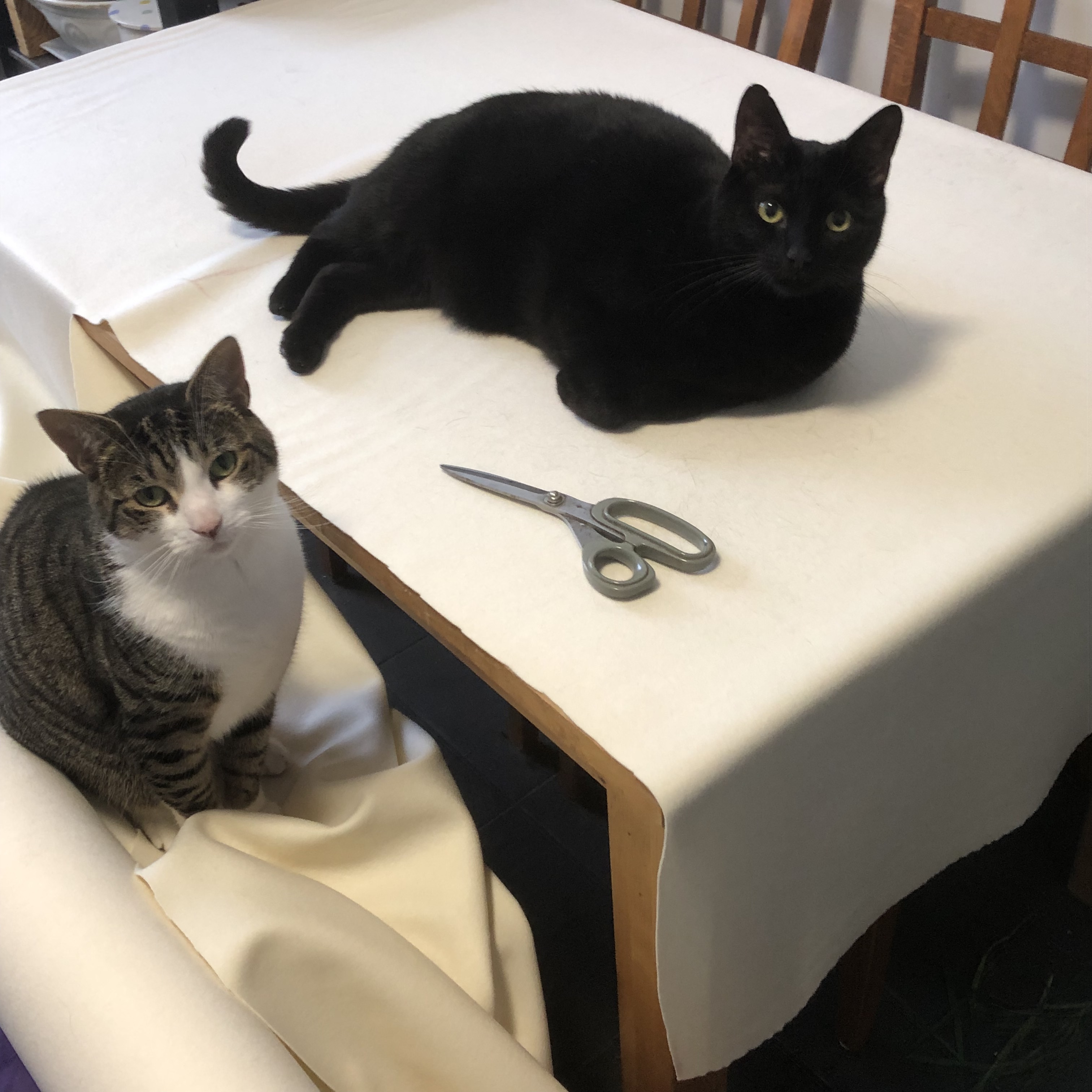 cats assisting sewing