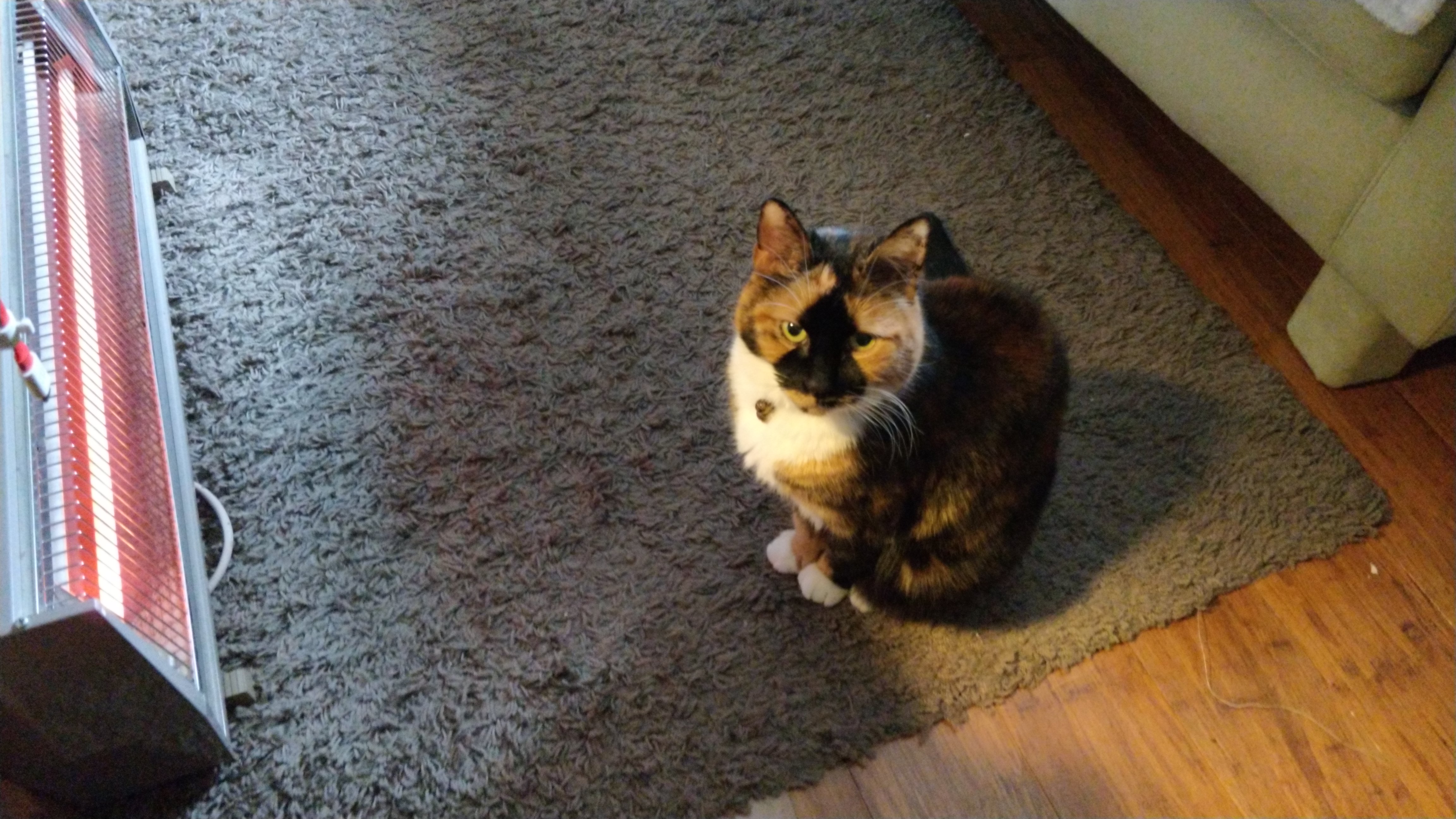 calico cat sitting upright on grey rug in front of a long warm heater, staring resolutely at the viewer