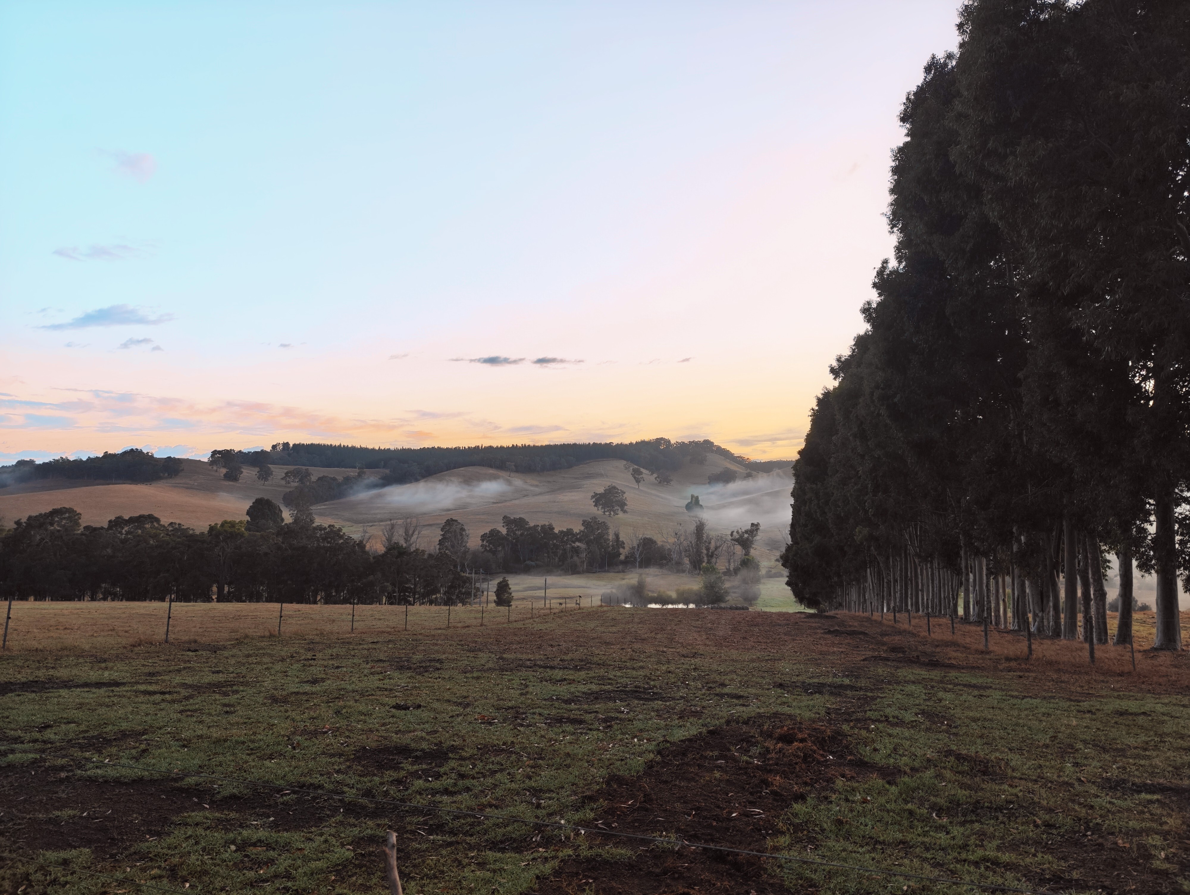Djeran sunrise