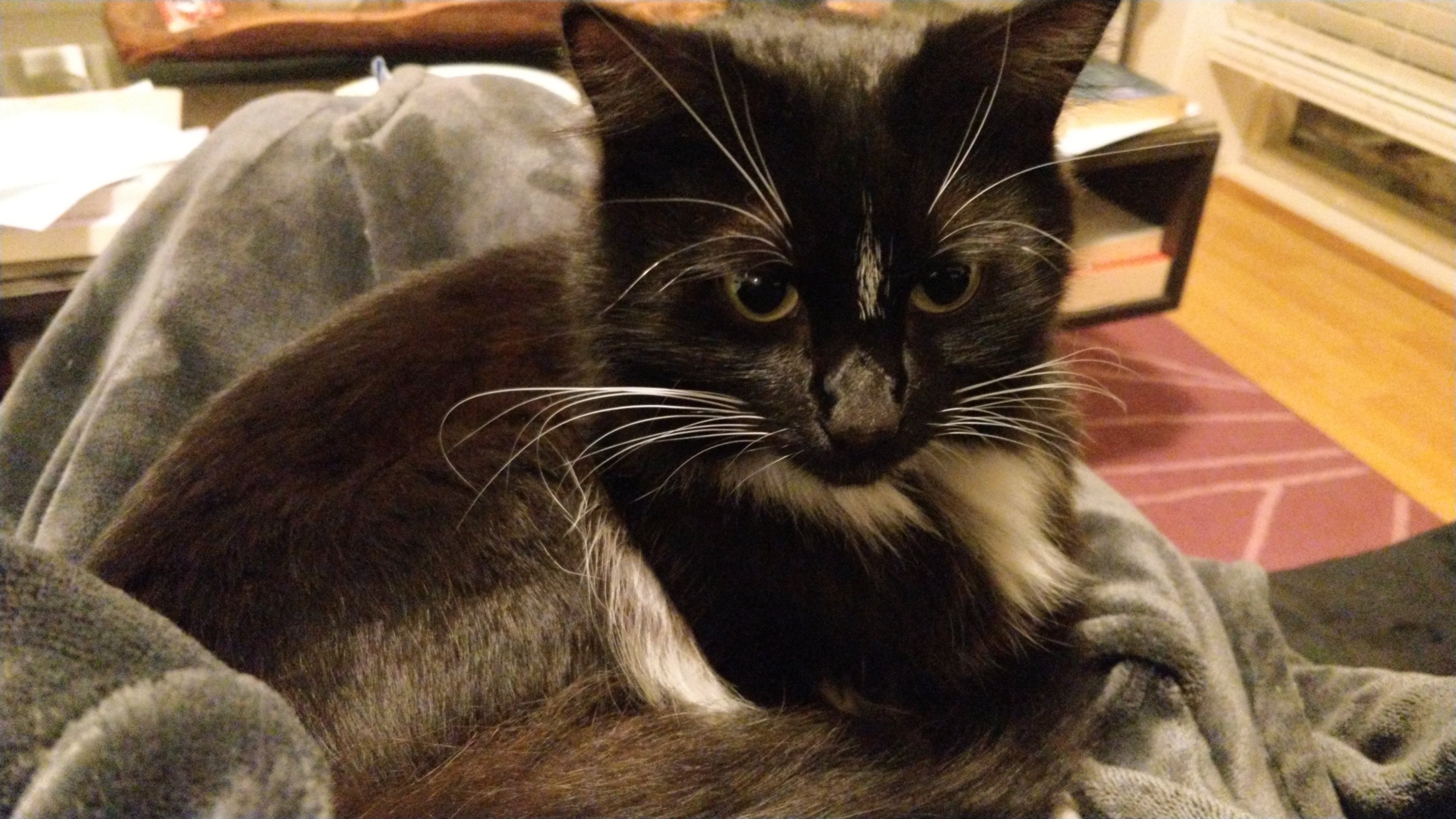 closeup of tuxedo cat on lap