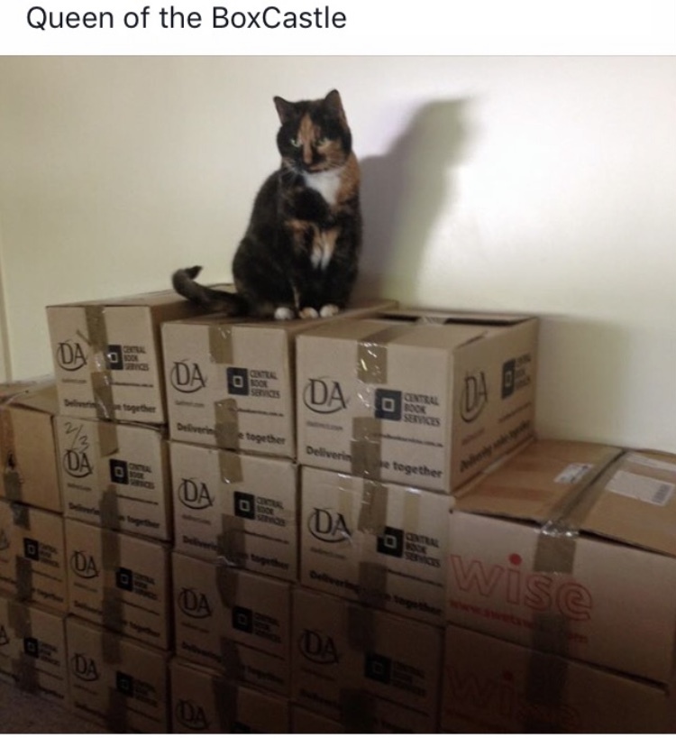 cat on a pile of boxes