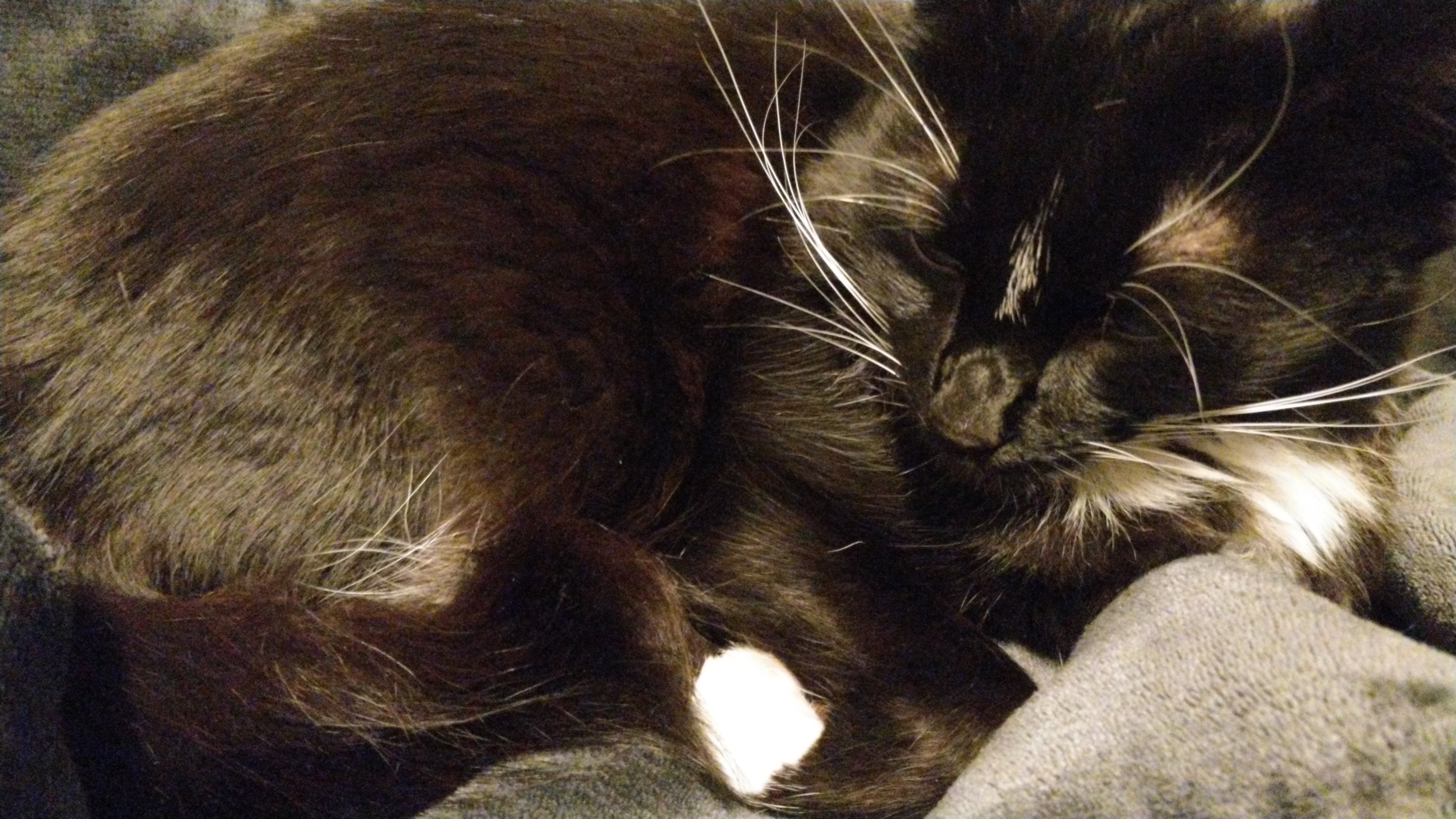 curled up tuxedo cat on lap with one white paw showing very clearly