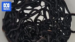 More than 100 red-bellied black snakes discovered in Sydney backyard