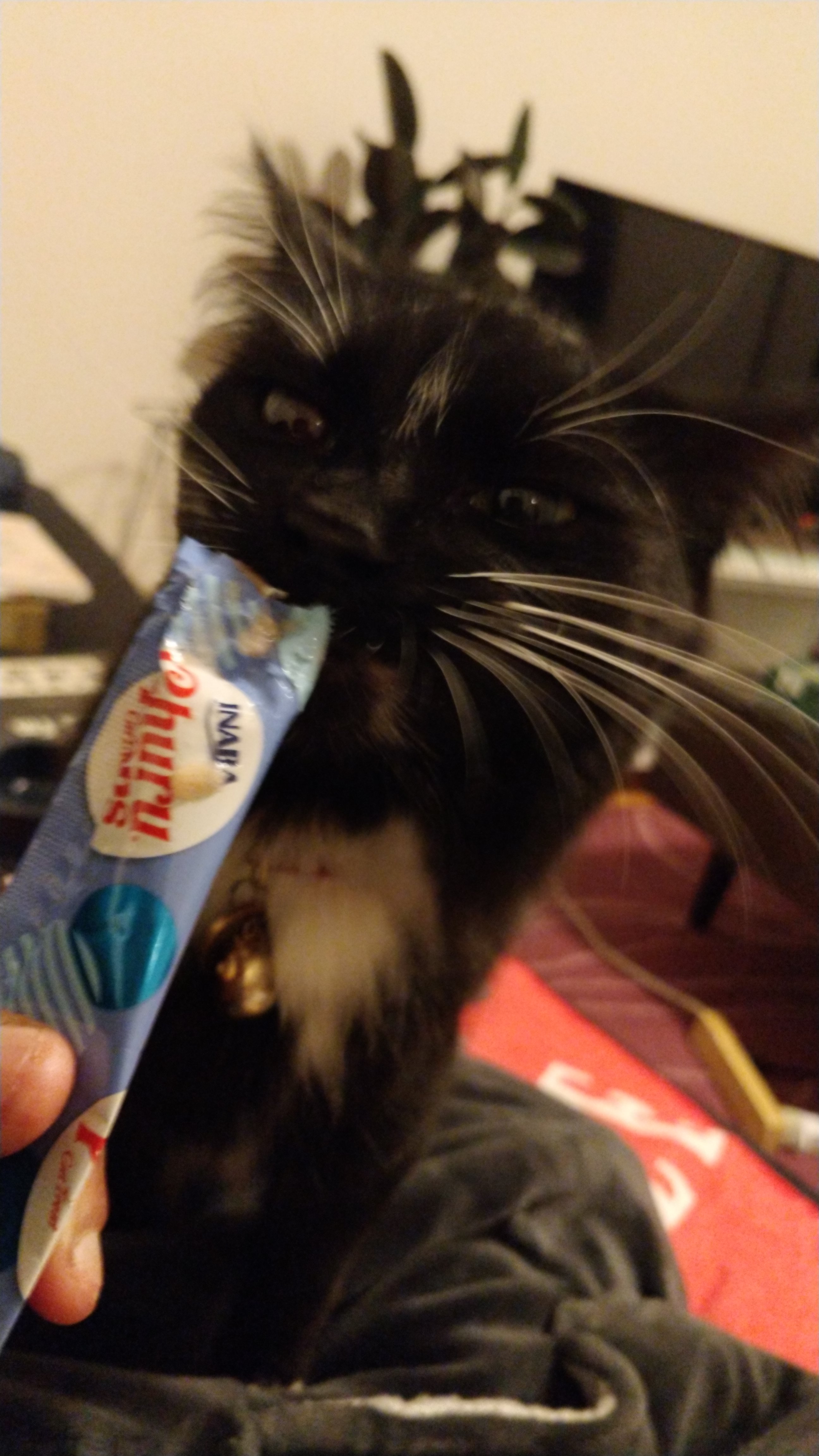 close up of cat face furiously demolishing a chewed up tube of churu