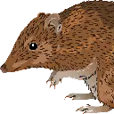 PetulantBandicoot