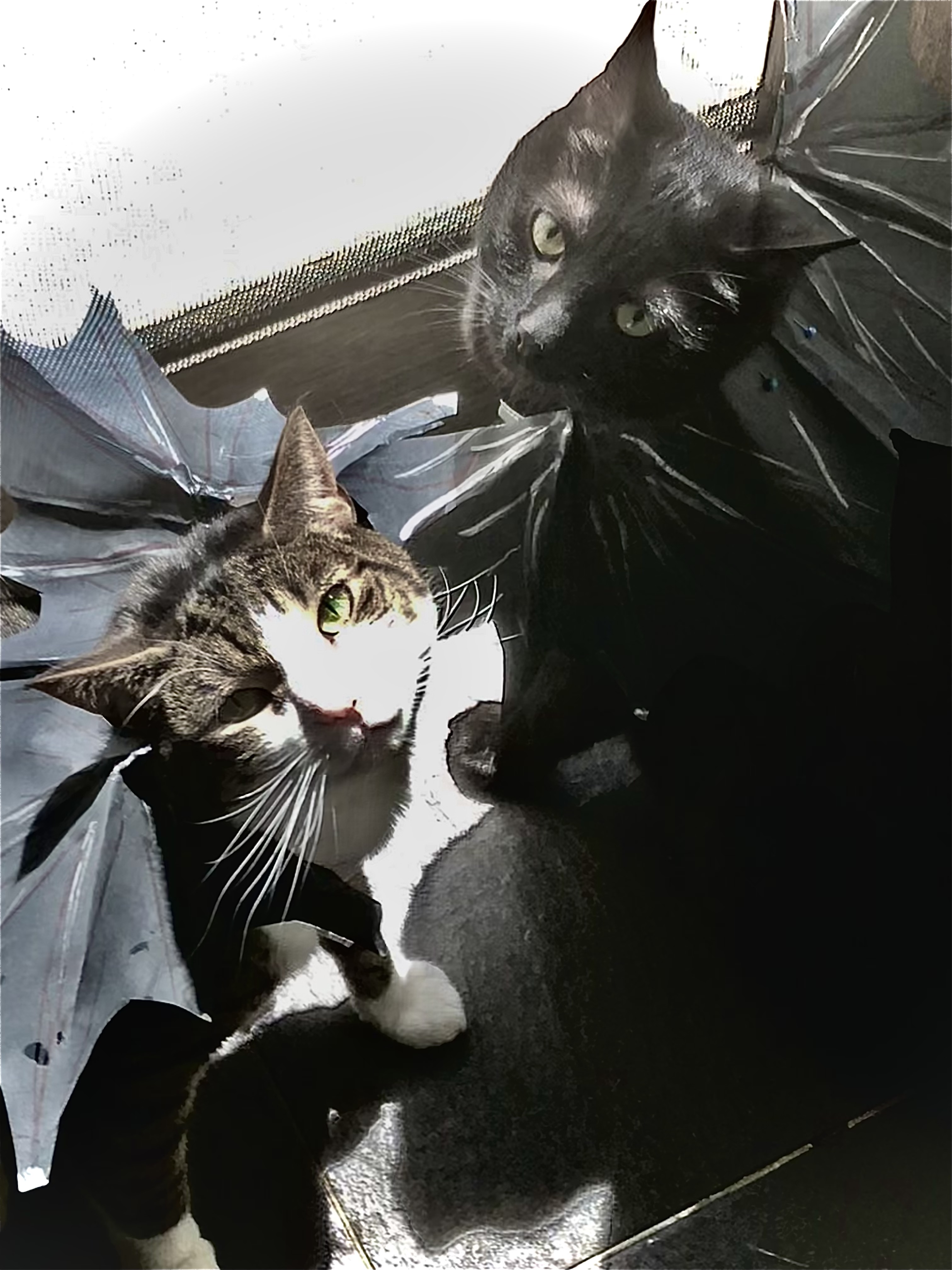 two cats with cardboard bat wings