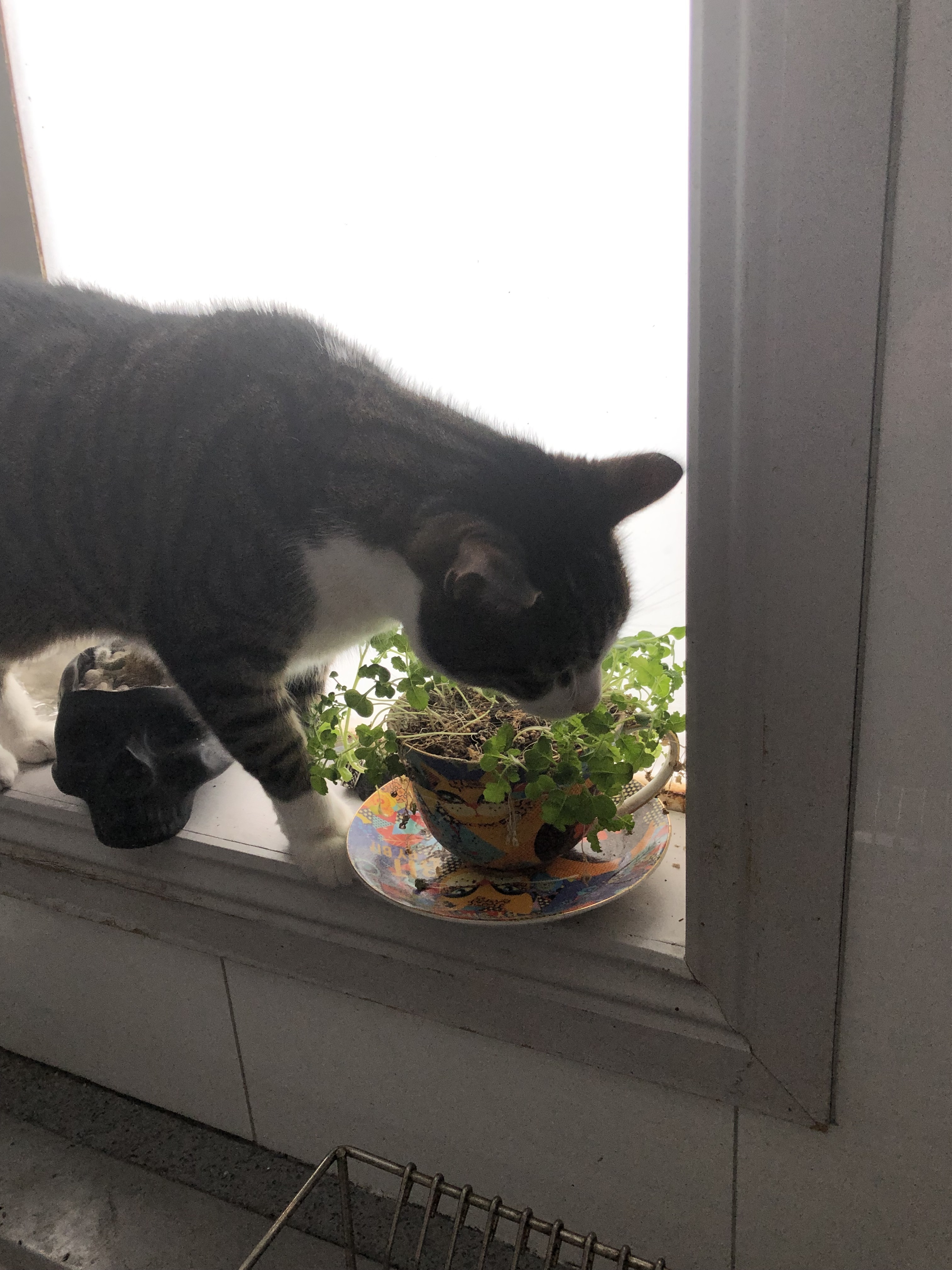 cat eating sprouts