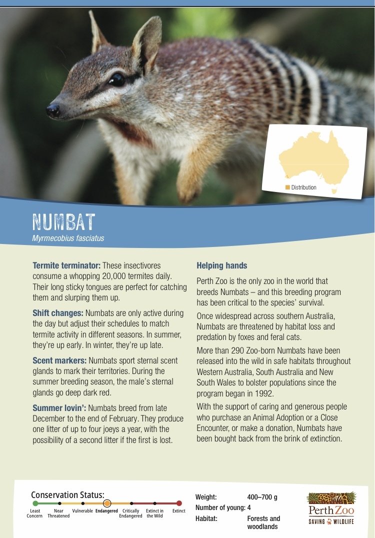 numbat fact sheet