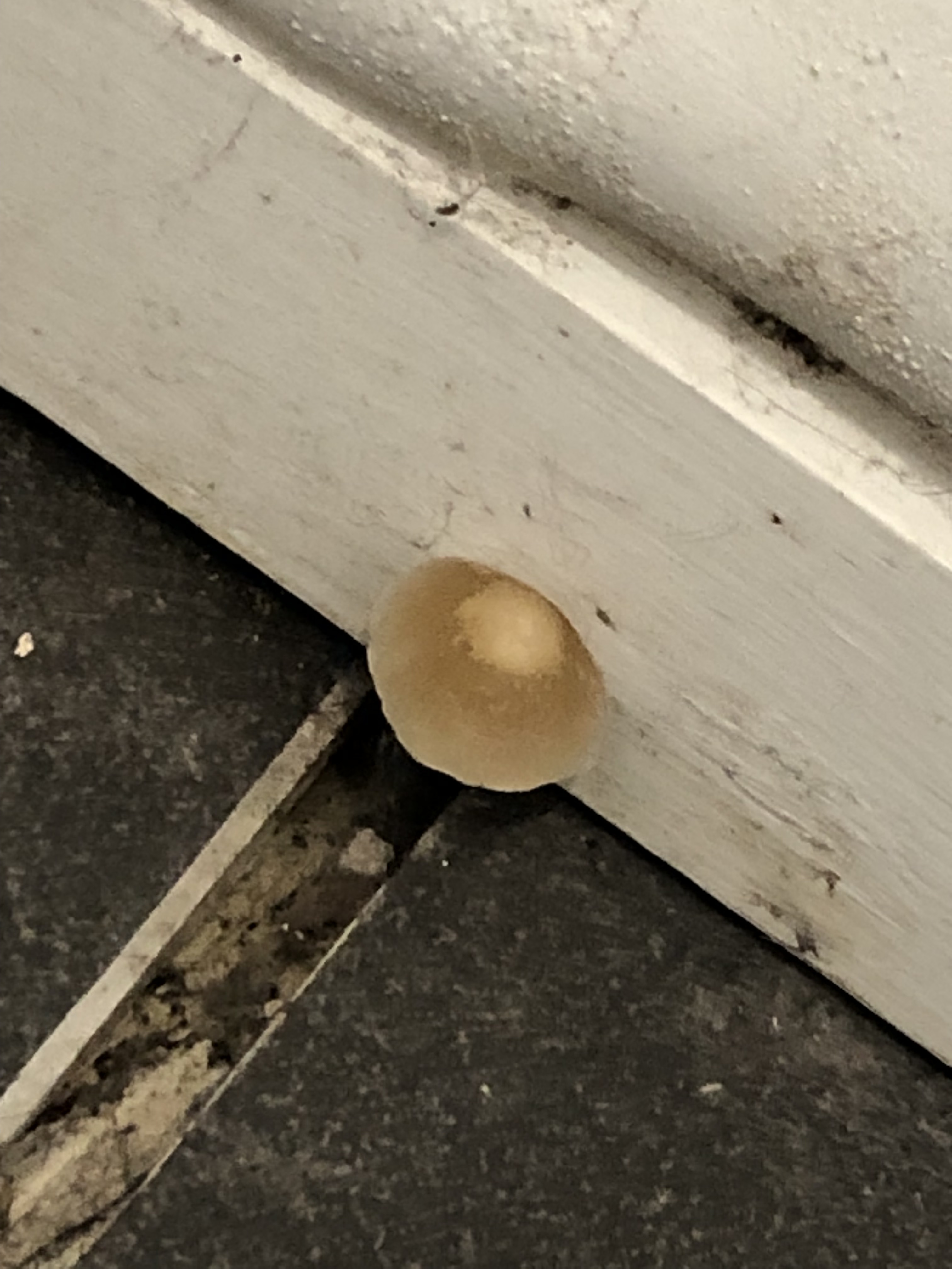 mushroom in a tiled floor