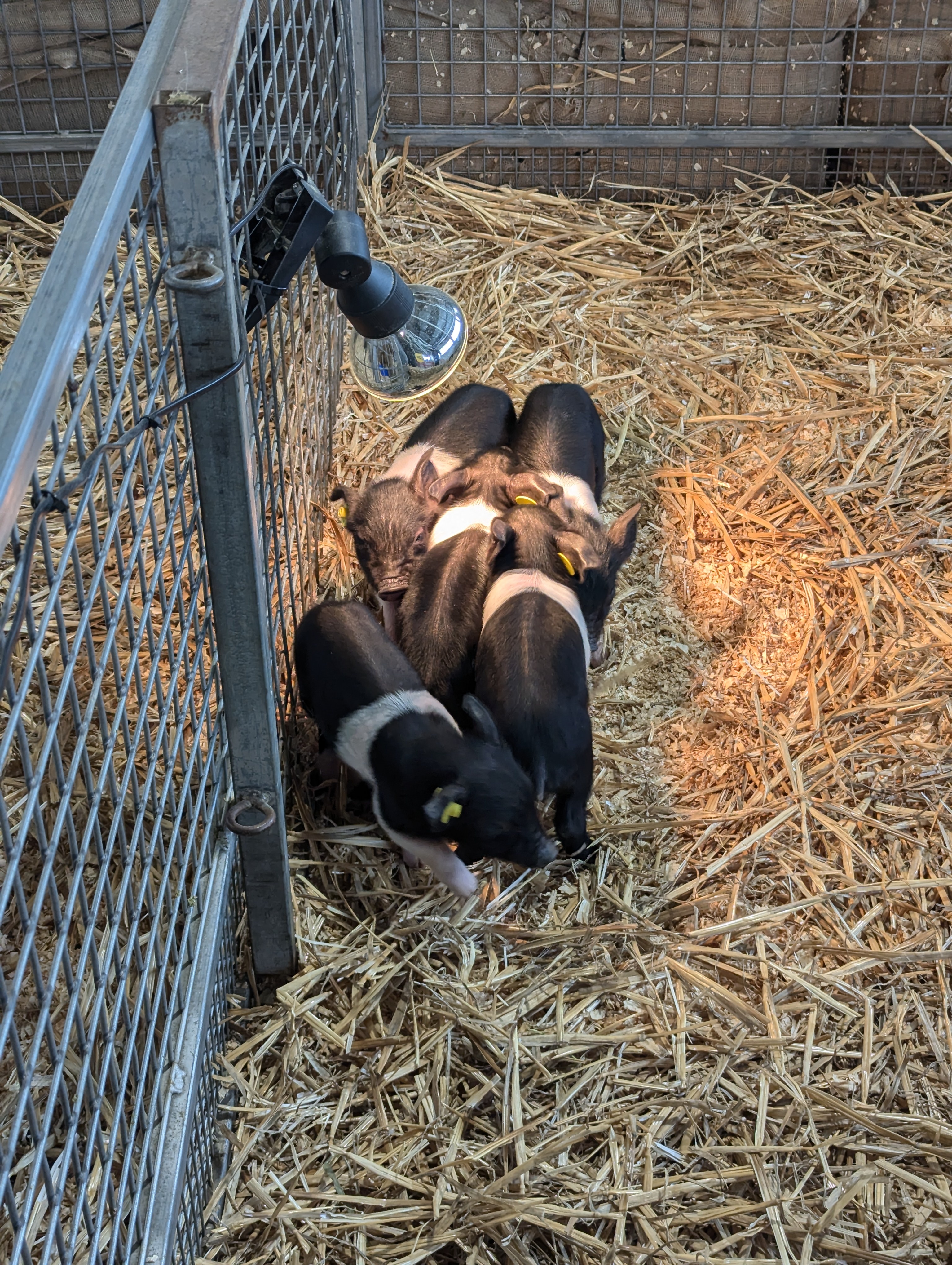 black/white piglets under a heat lamp