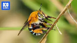 'Cute and an attractive' pollinator, crucial for food crops is the 2024 ABC Australian Insect of the Year