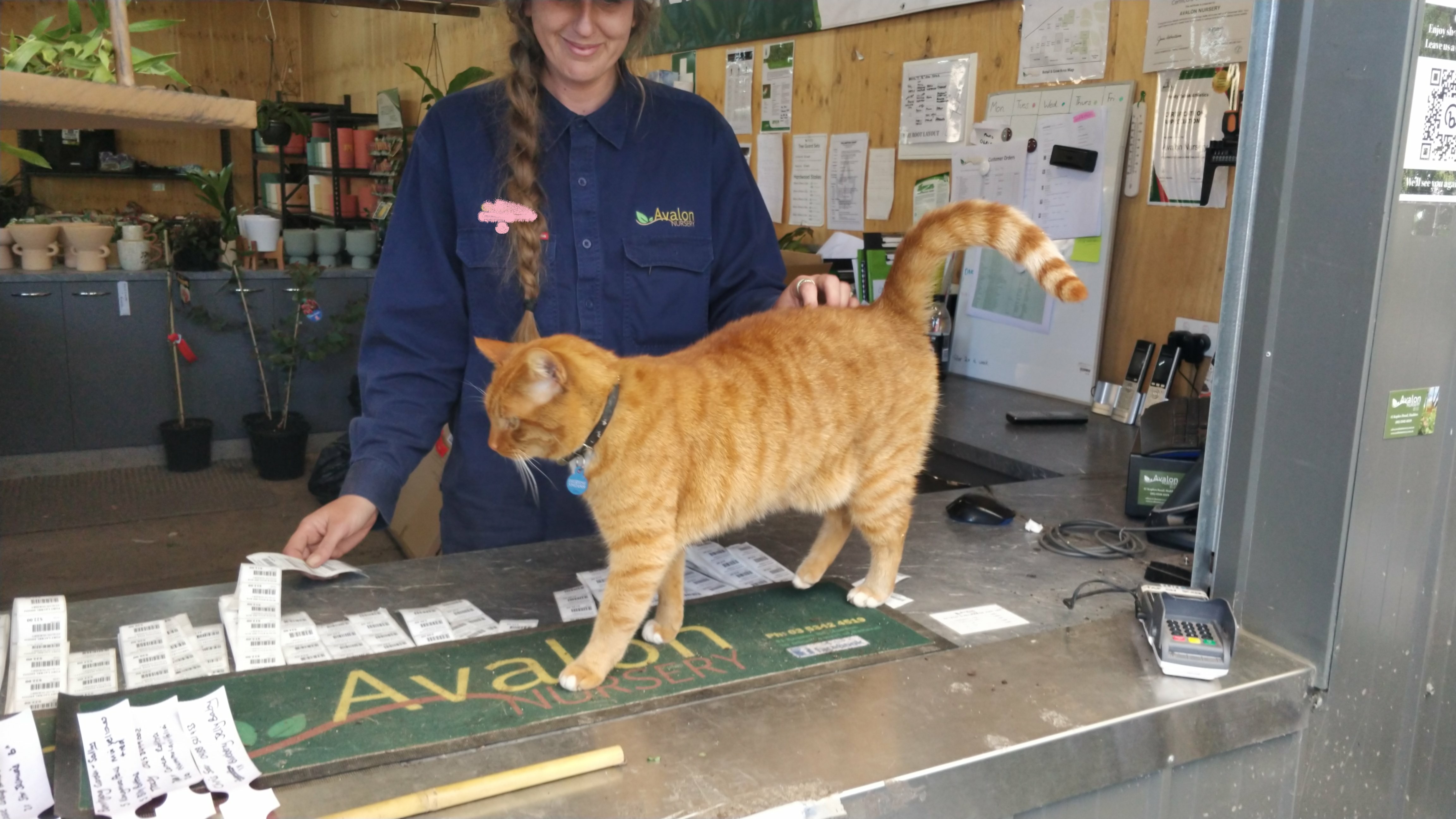 a curious ans friendly ginger cat walking on top of a service desk on which there are a whole heap of plant pot tags and a large sign saying AVALON NURSERY, while being patted by a smiling staff member behind