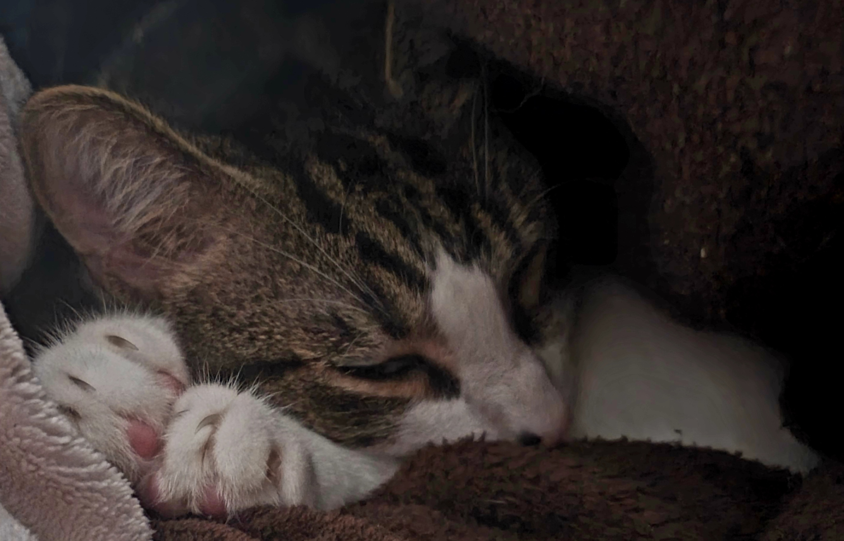 tabby/white cat curled up under blanket