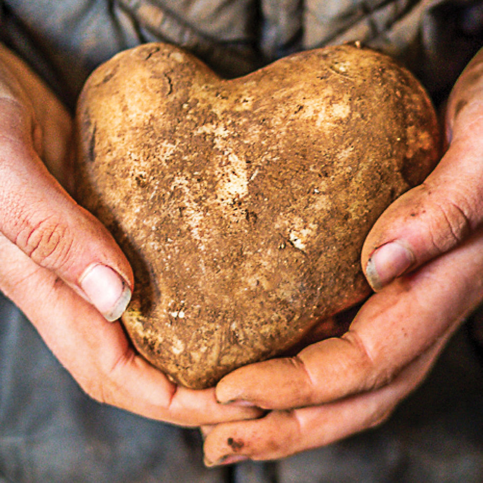 heart shaped potato being cradled in hands