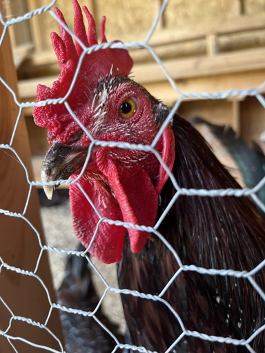 Photo of a Speckled Sussex rooster named Henry.