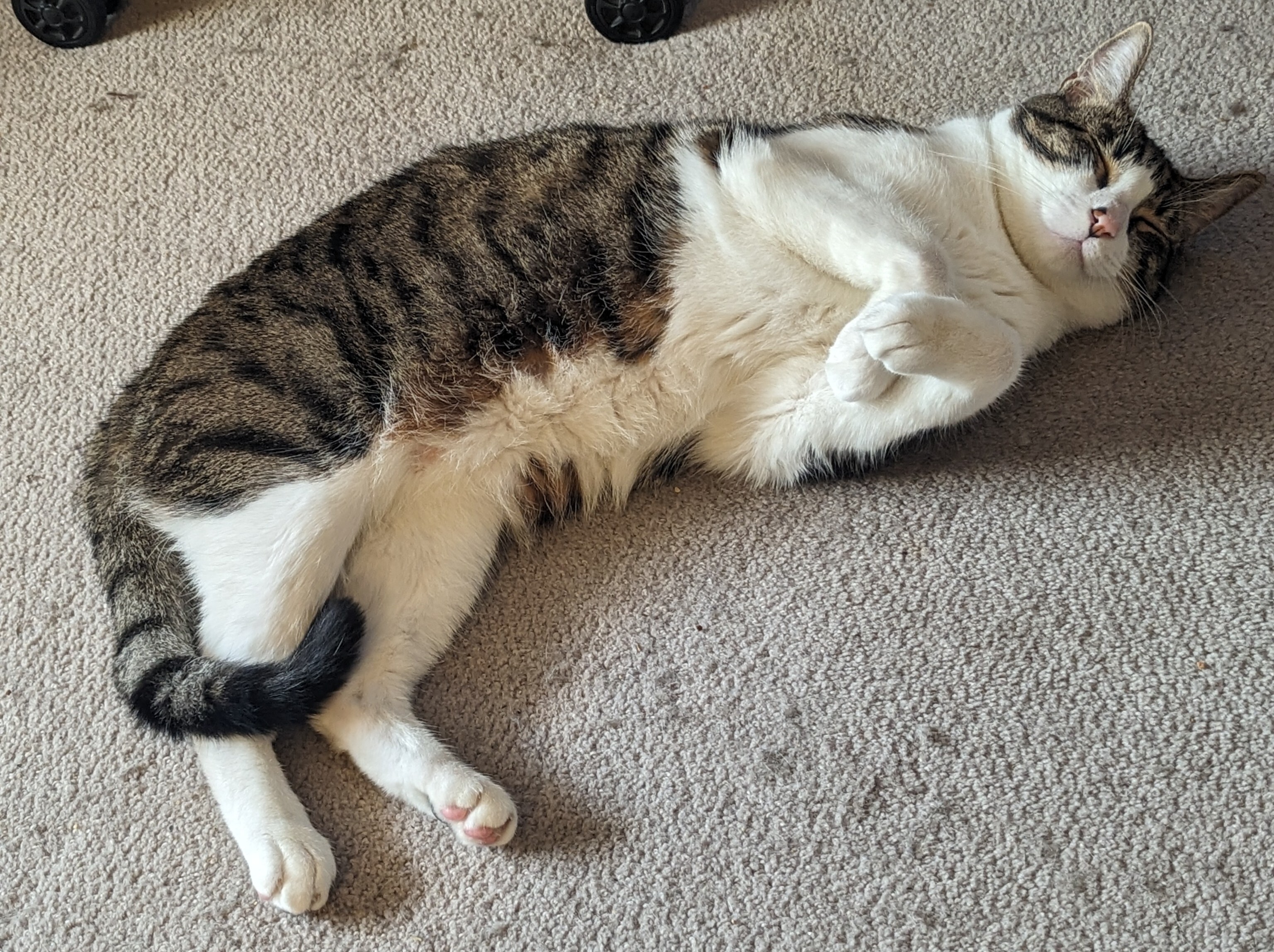 tabby and white cat showing belly and sleeping