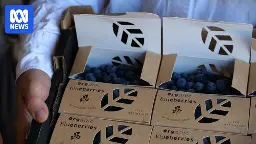 Berry farmers changing buyer behaviour one cardboard punnet at a time