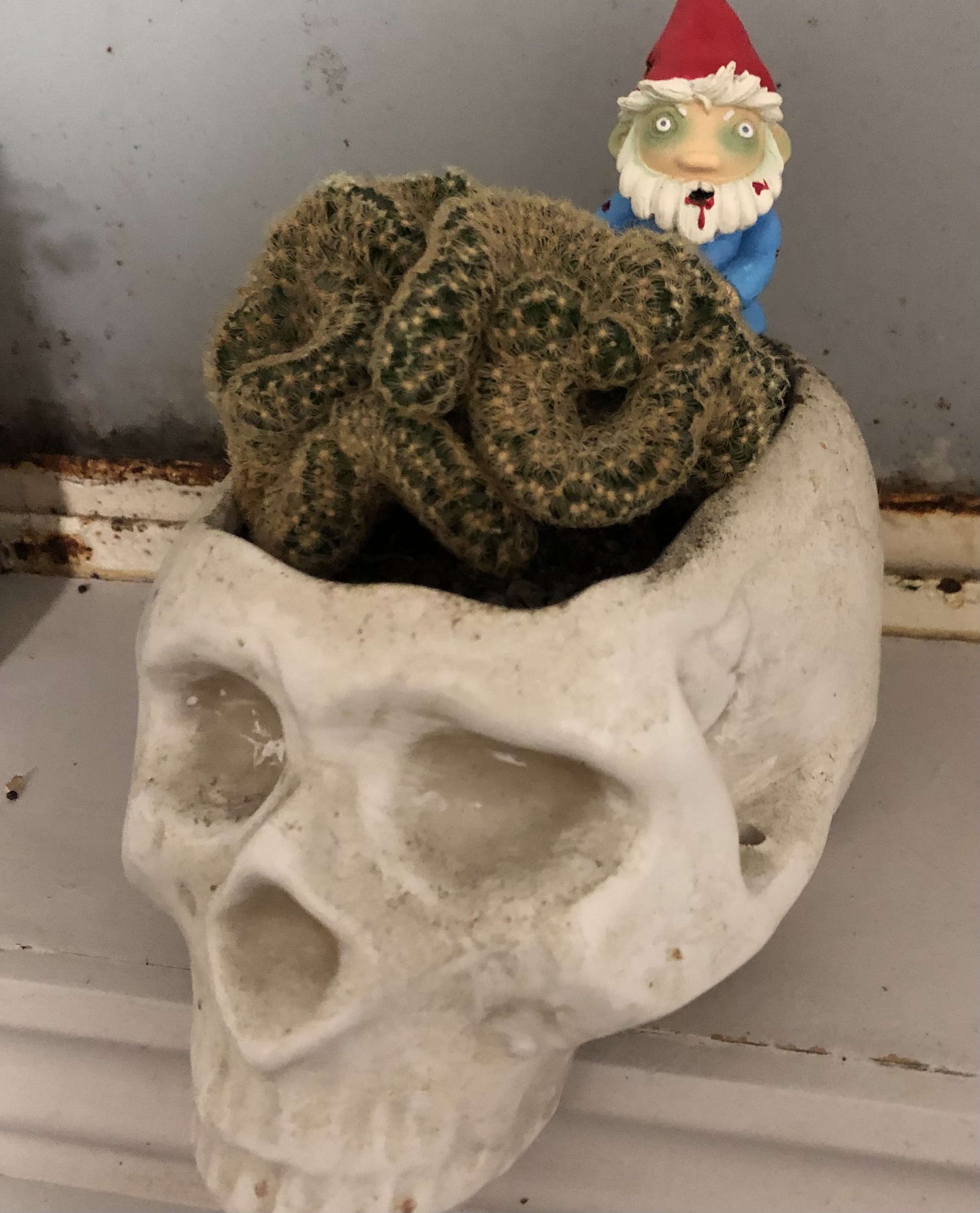 a brain cactus