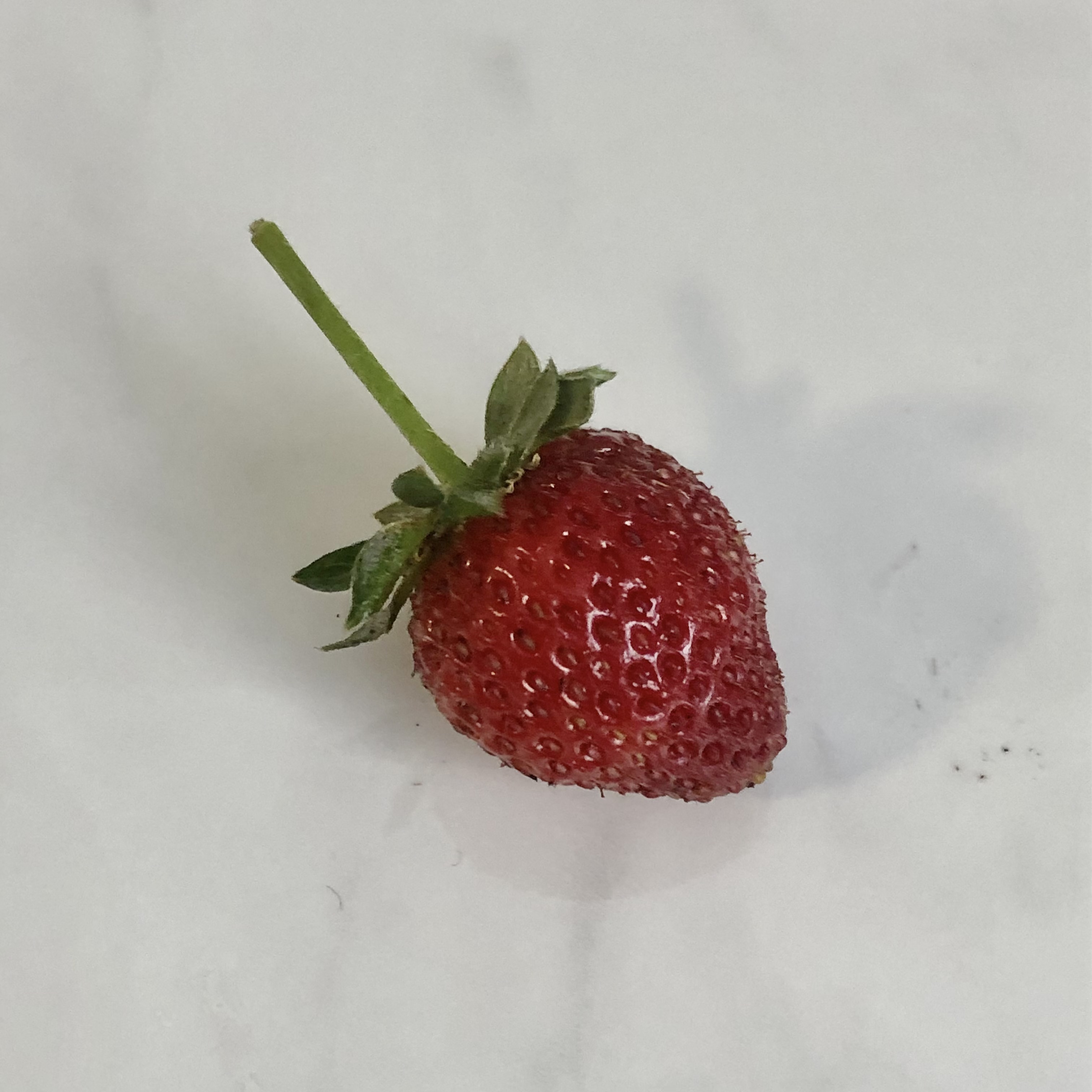 one strawberry