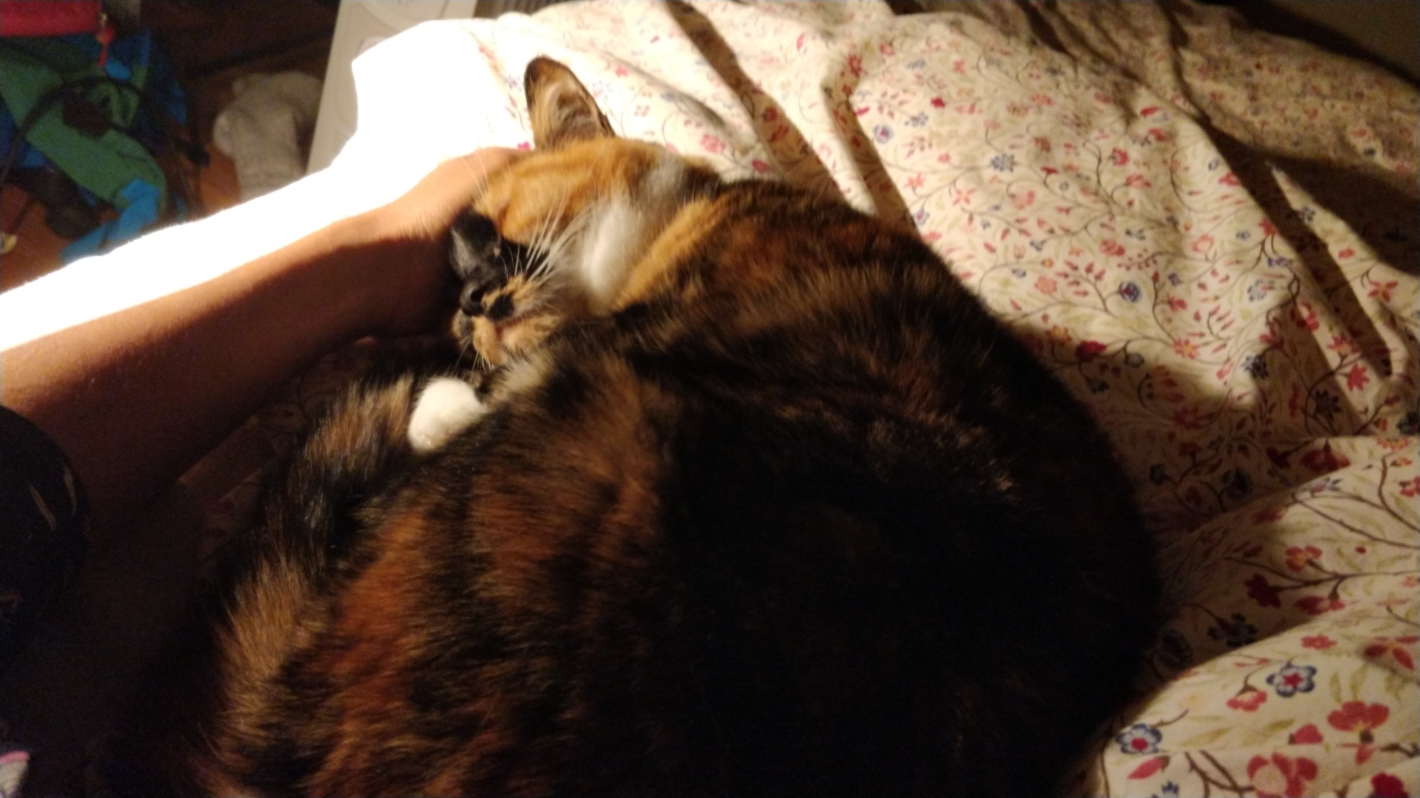 calico cat curled up on bed next to an arm